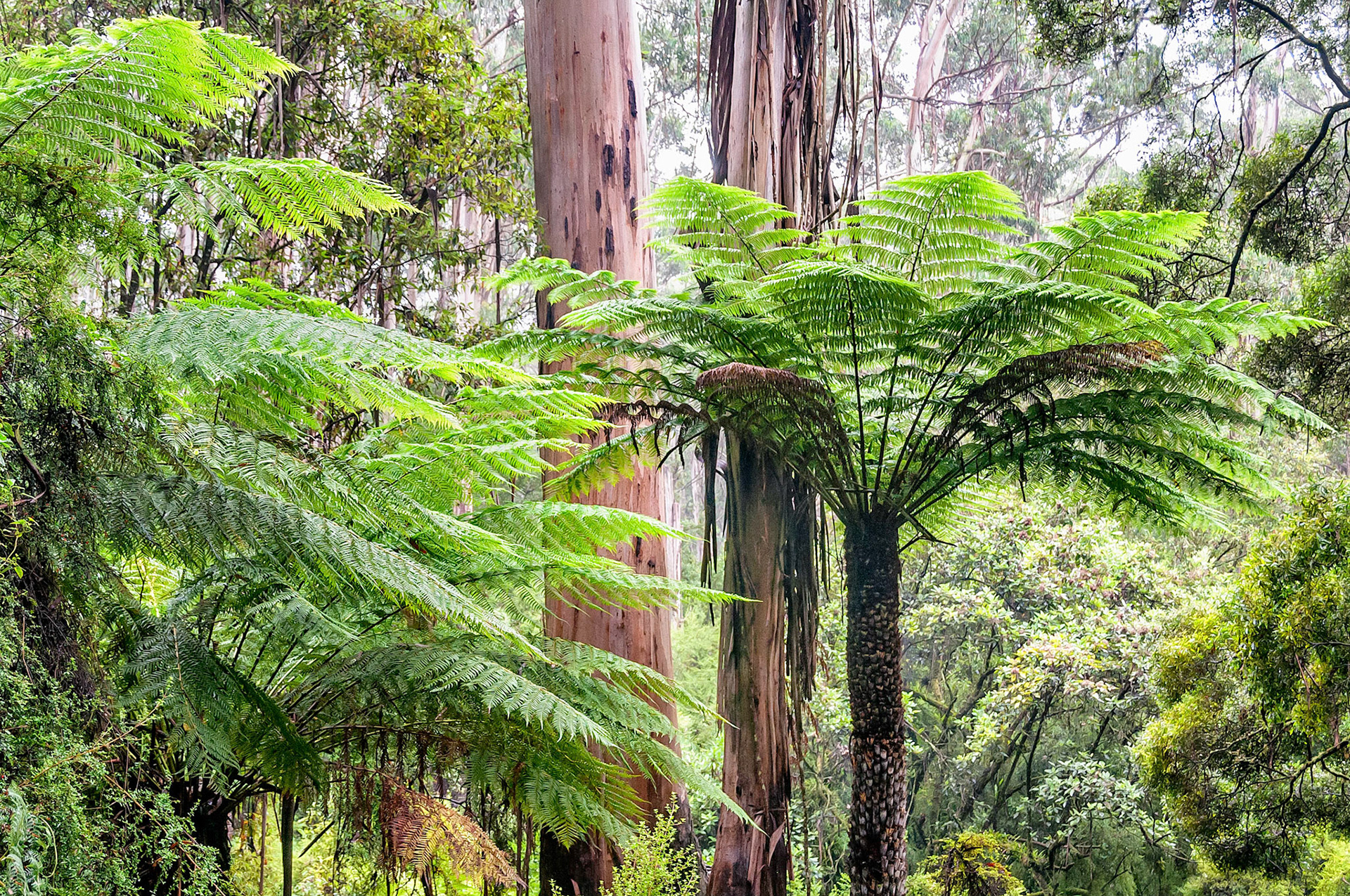 Groves of Tree Ferns grow abundantly in the shady moist gullies of the Great Otway National Park, Australia. Their majestic fronds add an interesting texture to the understory of this Mountain Ash forest.