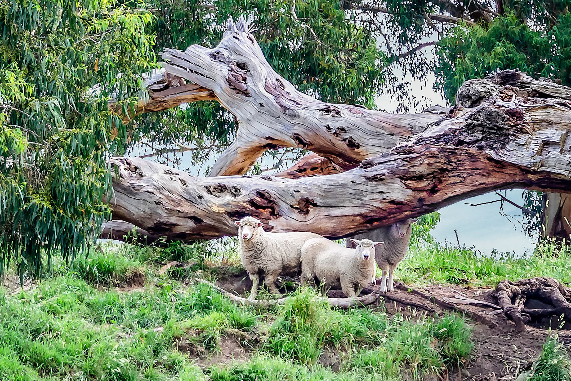 As they shelter under a fallen river gum branch, this group of Australian poll merino sheep invoked thoughts of  "jumbucks" and a "jolly swagman", as depicted in Banjo Paterson's famous Waltzing Matilda bush ballad.
