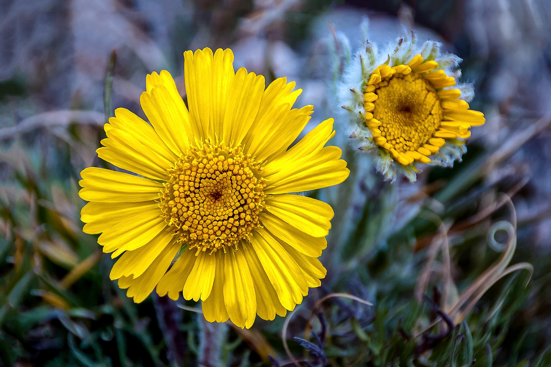 Acclimated to a life in a harsh alpine environment, this Alpine Sunflower, (Tetraneuris spp.), survives and thrives in the tundra vegetation at the top of Kingston Peak, (12,147 ft / 3,702 m), Colorado, USA.