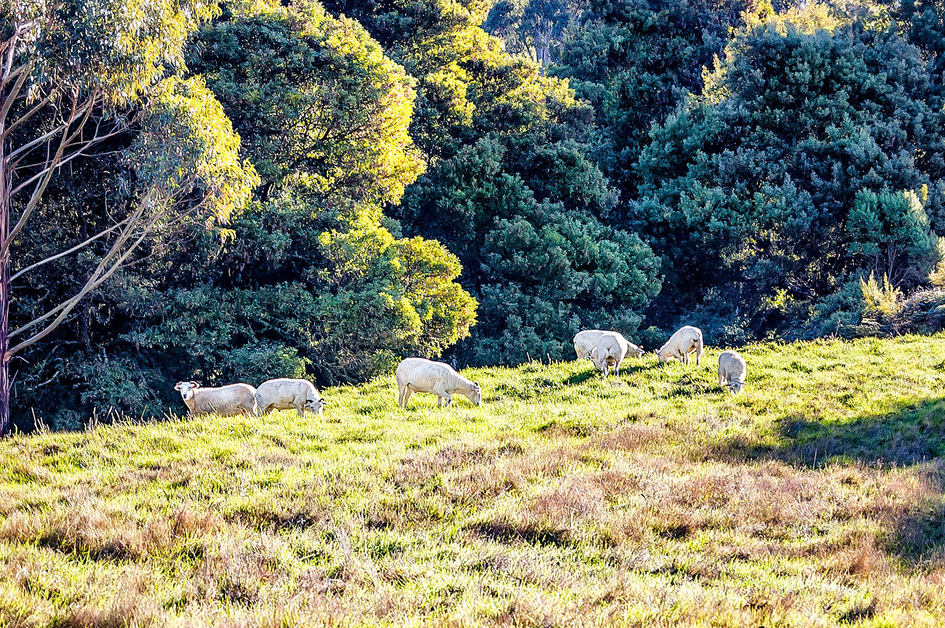For these sheep, grazing in the warm evening sunlight on a pasture near a forested gully, life could not be much better in the Apollo Bay, Victoria, Australia hinterland.