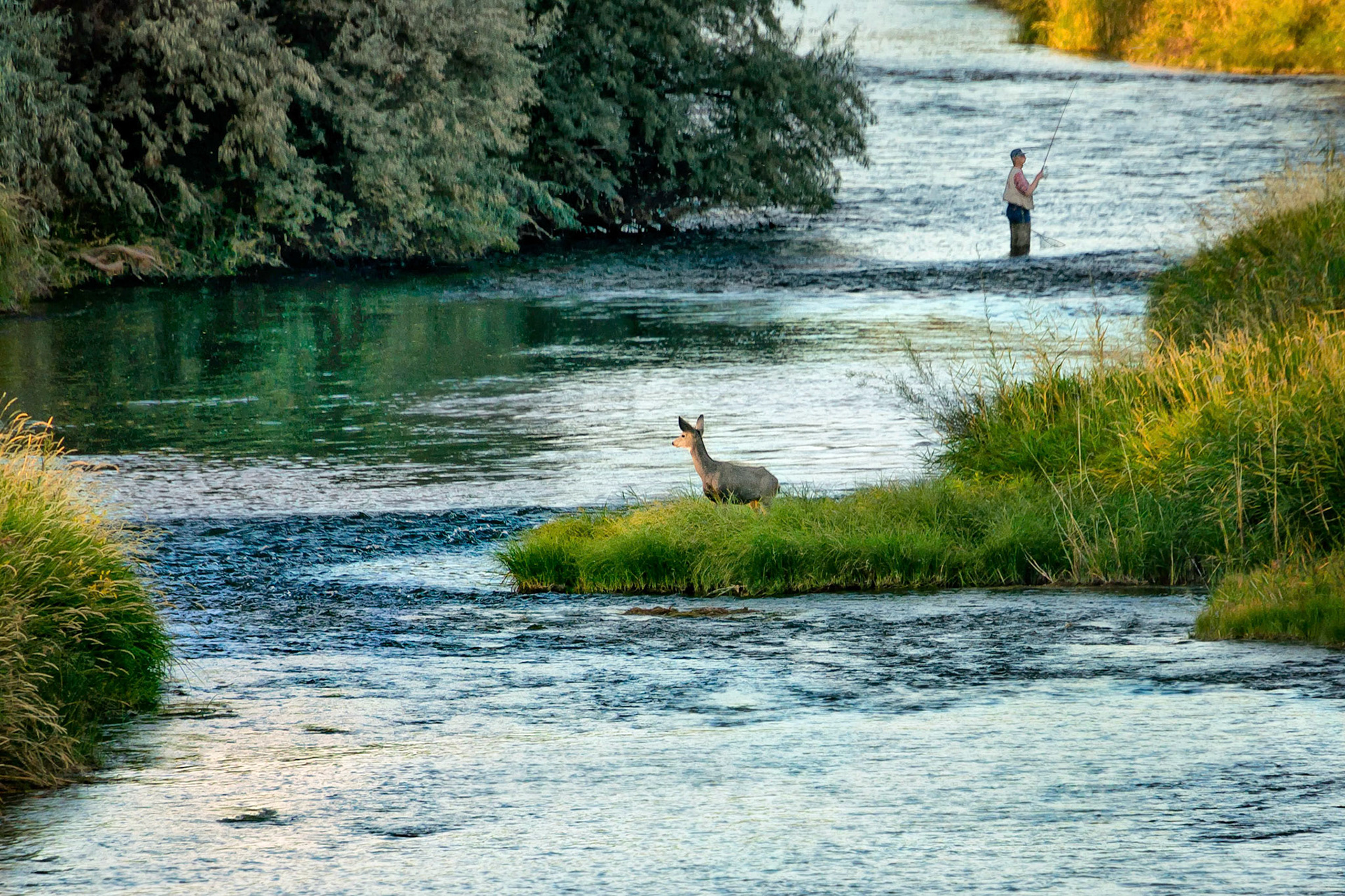 Before crossing the Wind River in Wyoming, USA, a young mule deer takes a cautious glance upstream toward an unaware fly-fisherman who is enjoying a late afternoon outing.