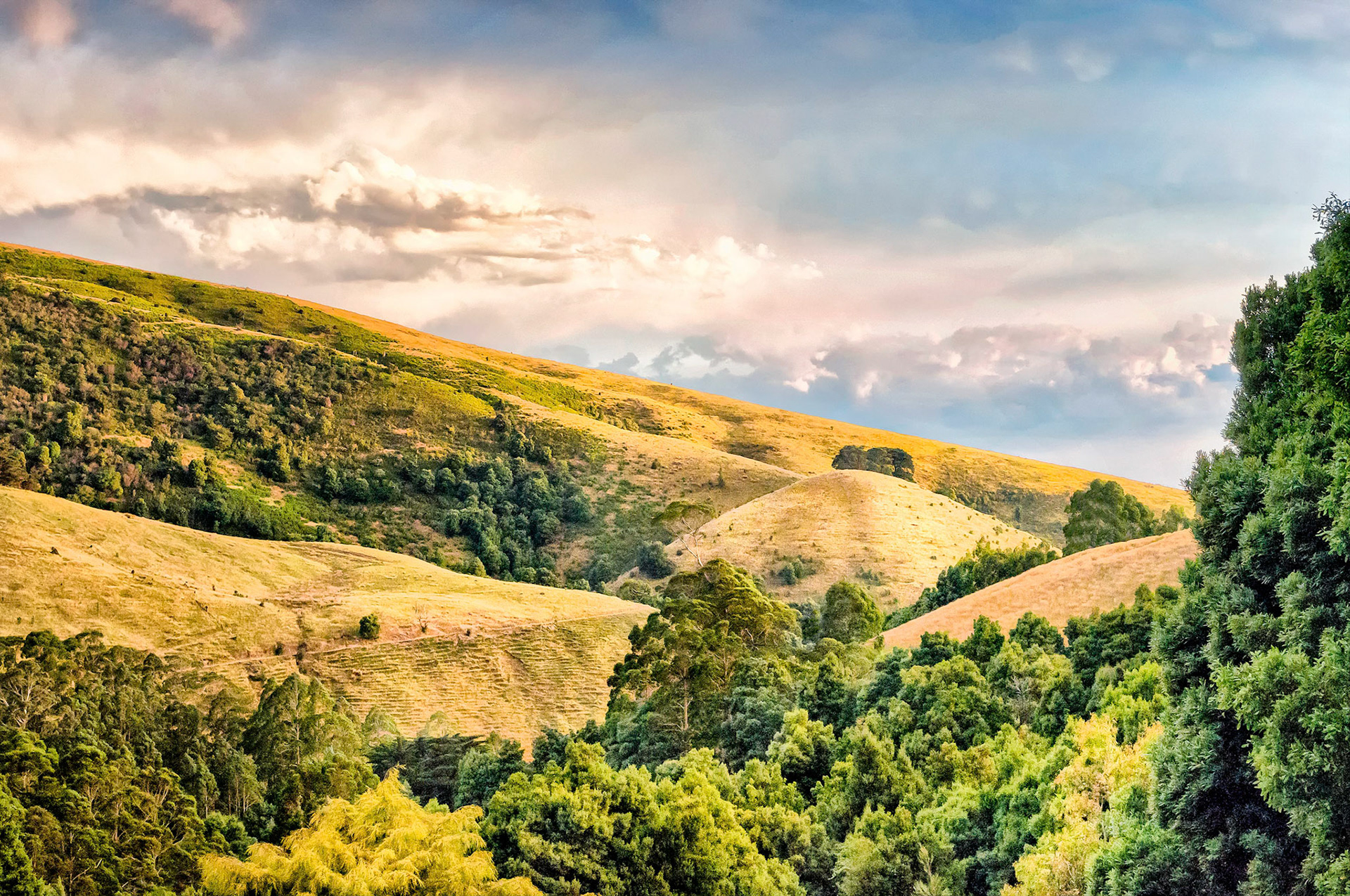 After an afternoon storm passes by, fading sunshine lights the hillside pastures and forests of the hinterland near Apollo Bay, Victoria, Australia.
