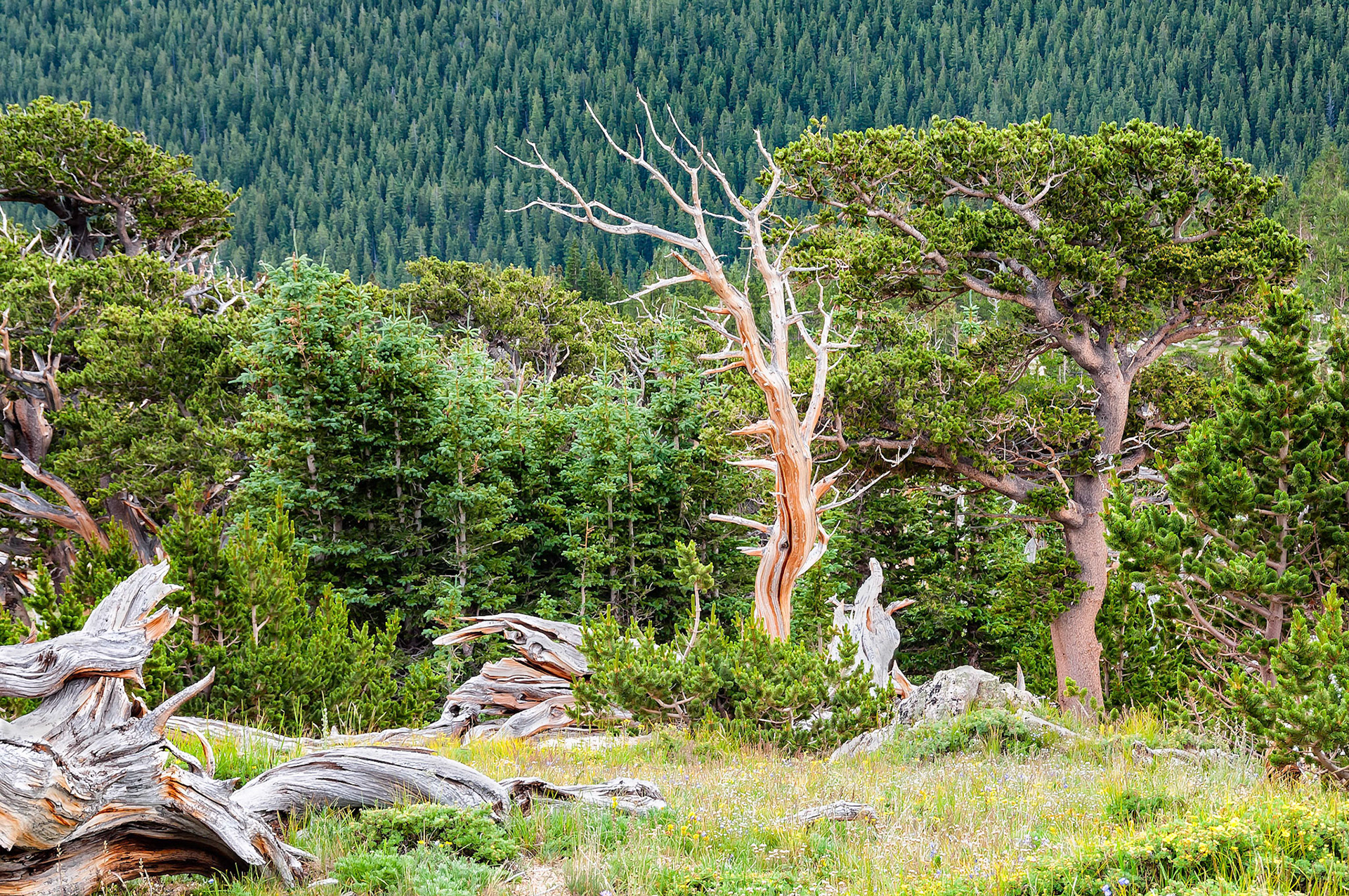 Still standing guard but finally yielding to the test of time and harsh alpine conditions, these ancient bristle-cone pines leave behind their twisted skeletons among new growth on the slopes of Mount Goliath in the Mount Evans Wilderness near Denver, Colorado. Bristle-cone pines are thought to be the oldest of living single-organisms on earth. Some of these trees at Mount Goliath are believed to be over 1,700 years old while some in California are over 3,000 years.