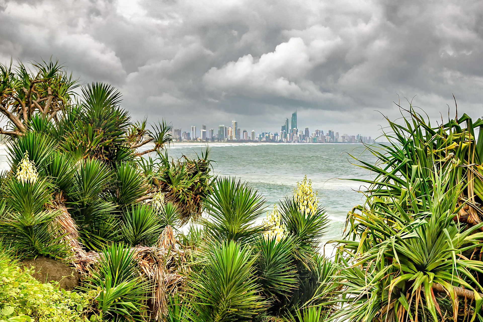 A tropical storm threatens the Gold Coast of Queensland. A grove of flowering Pandanas Palms in the Burleigh Heads National Park, grows down to the water's edge and overlooks these famous tourist and urban regions on the east coast of Australia.