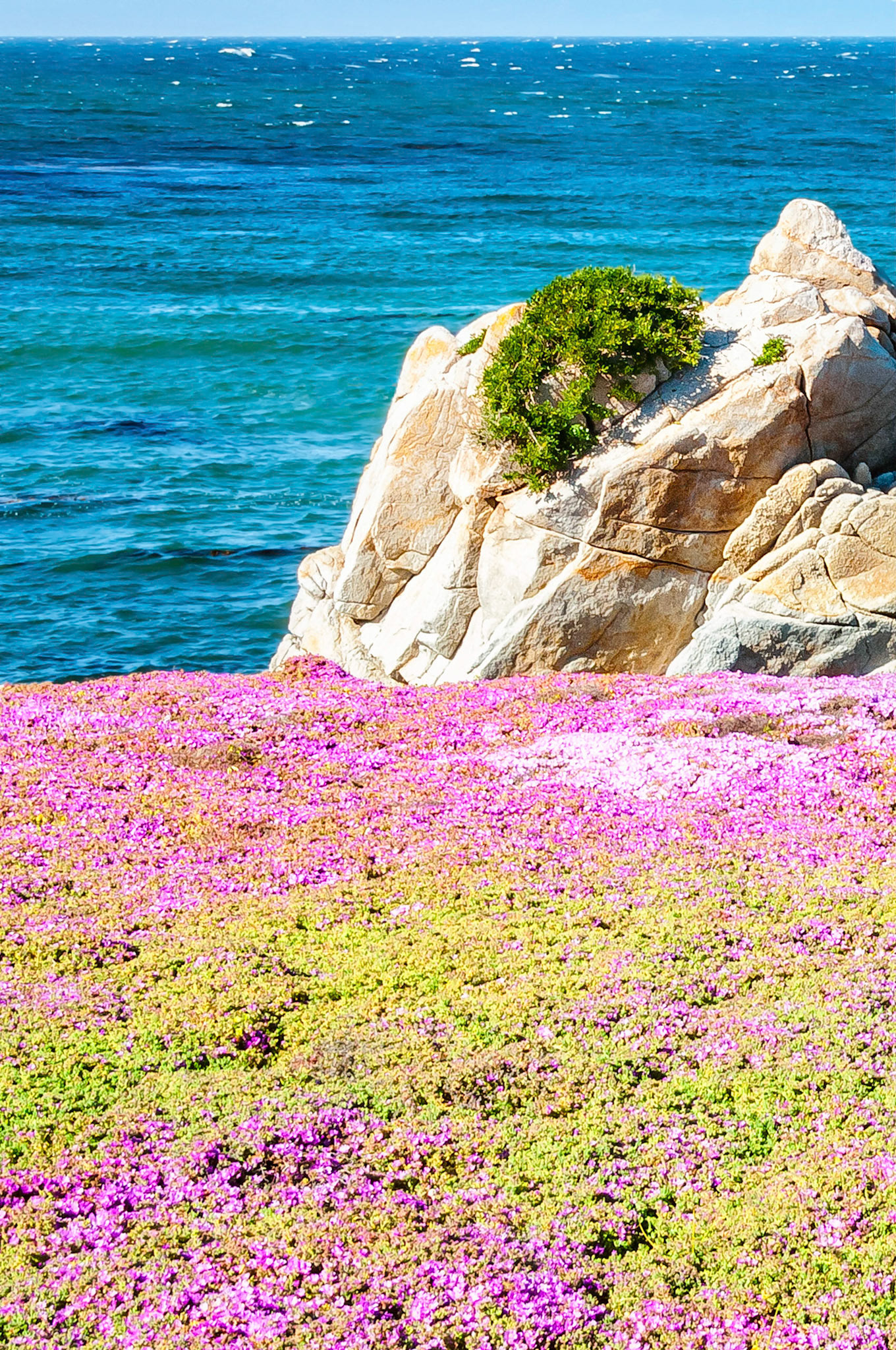 Succulent Ice Plants, (Portulaca), grow on the foreshore of the Monterey Bay coastline while a hardy bush has found refuge and survives on a weathered rocky headland.