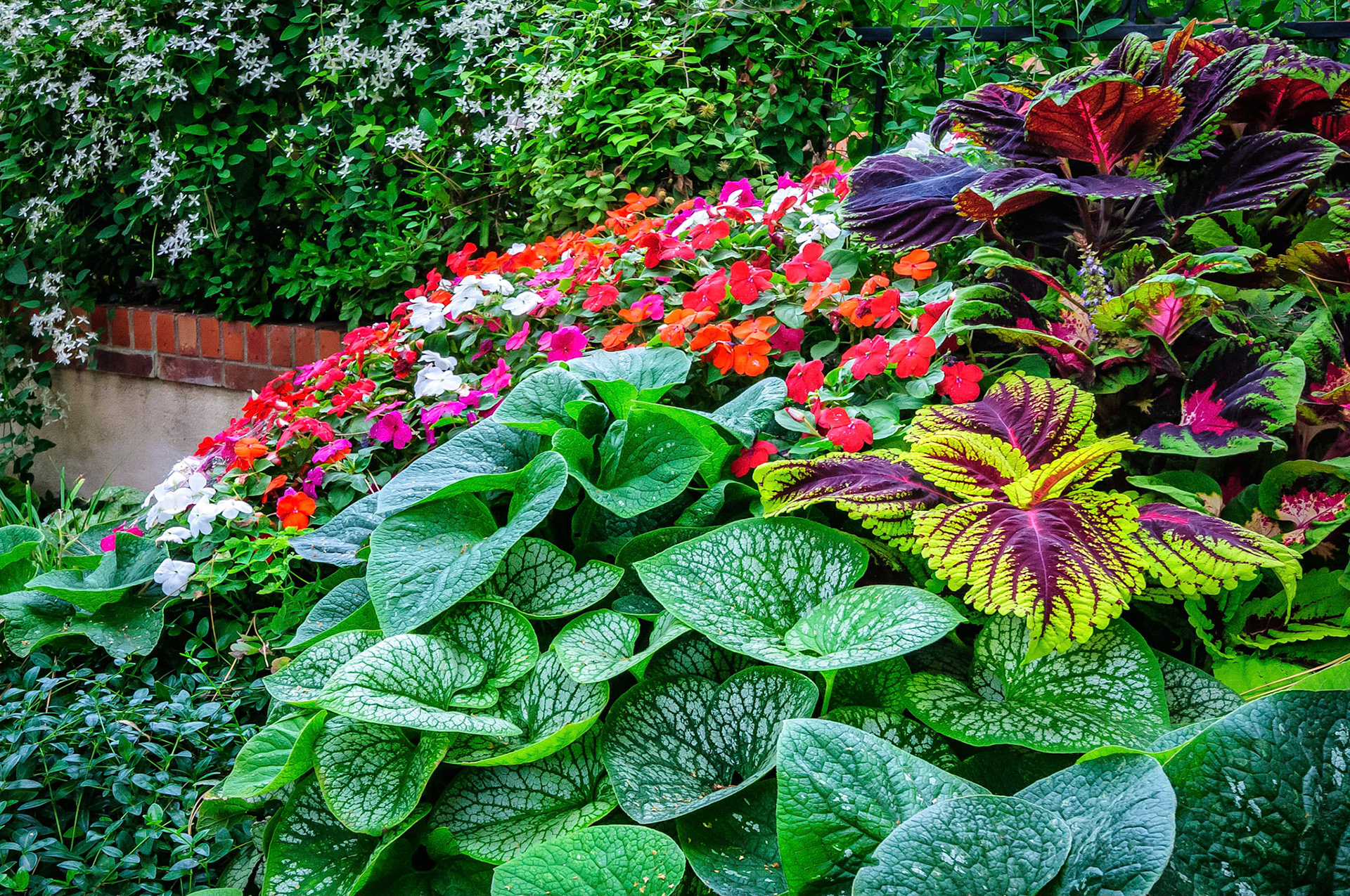 A mixture of garden plants, (including broad leaved Coleus and Brunnera, vines of Clematis, Vinca and Euonymus), surround a colorful patch of Impatiens flowers growing in Denver, Colorado, USA.