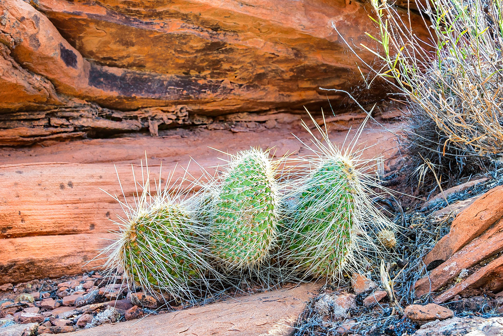 Sharp spines protect the fruity body of a prickly-pear cactus that finds a foothold on a rocky ledge in the Canyonlands of Utah, USA. Dangerous to the unwary traveller, these cactus are a testament to survival in a harsh desert environment.
