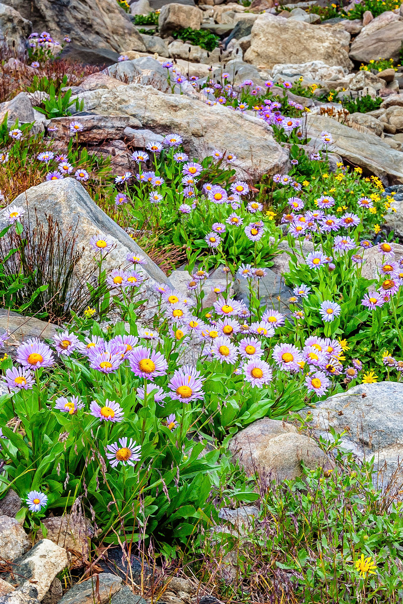 Sheltering among boulders in a gully on the slopes of Mount Kingstone in Colorado, USA, Sub-alpine Daisies (Erigeron spp) and yellow Alpine Hulsea... (Hulsea spp), grow abundently and create a natural wildflower garden.