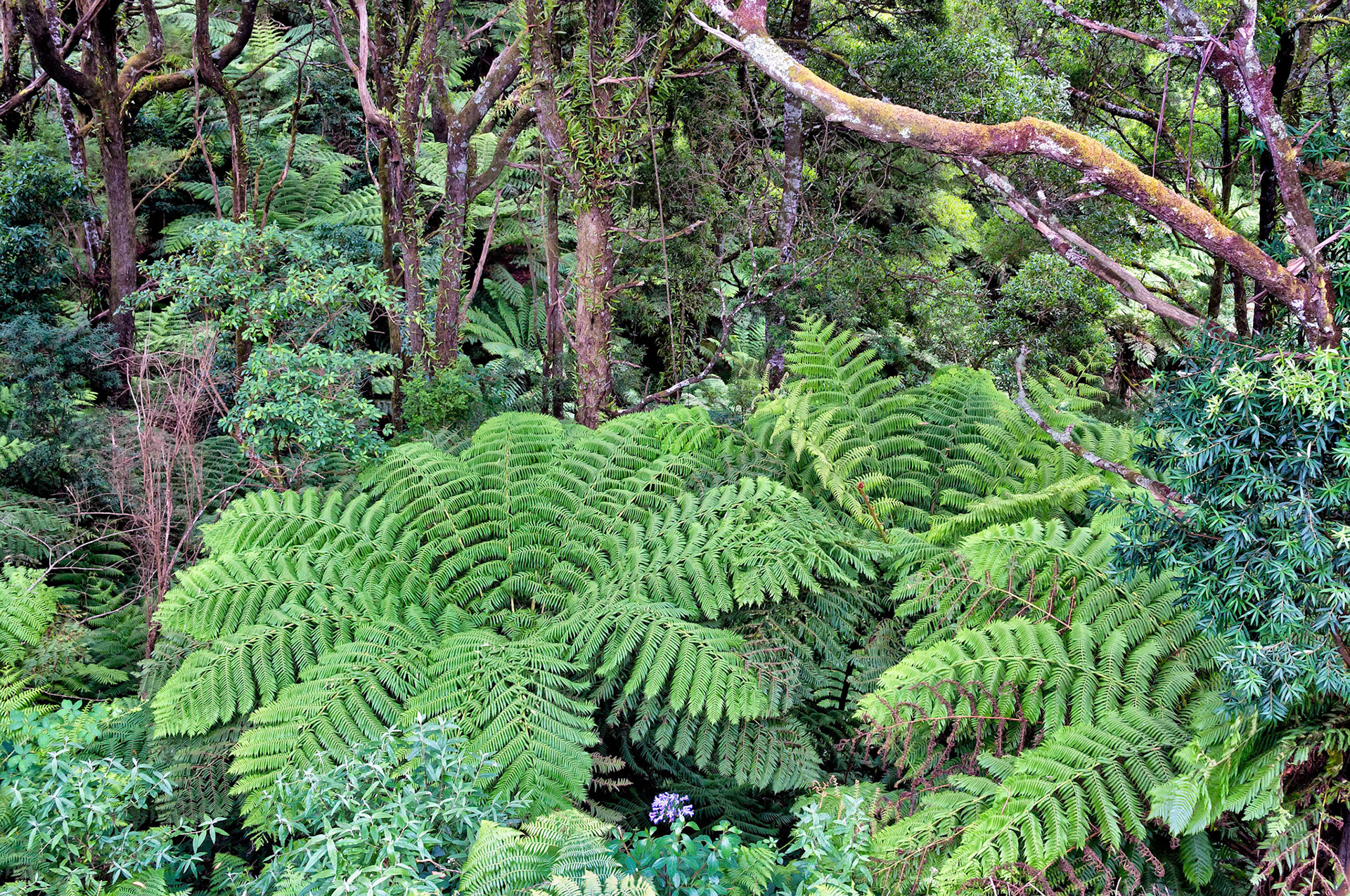 Tree ferns grow prolifically and gracefully in the understory of forests of the Otway Ranges in Victoria, Australia. Moss and orchids growing on branches of black wattle trees provide an interesting texture for the wild bush environment.