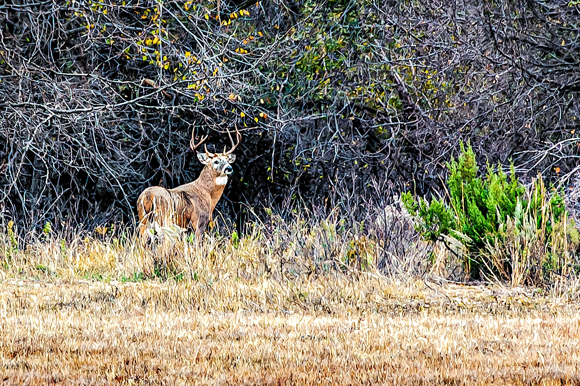 A magnificent Mule Deer buck pauses at the edge of a pasture and casts a watchful eye over his surroundings before disappearing into dense scrub.