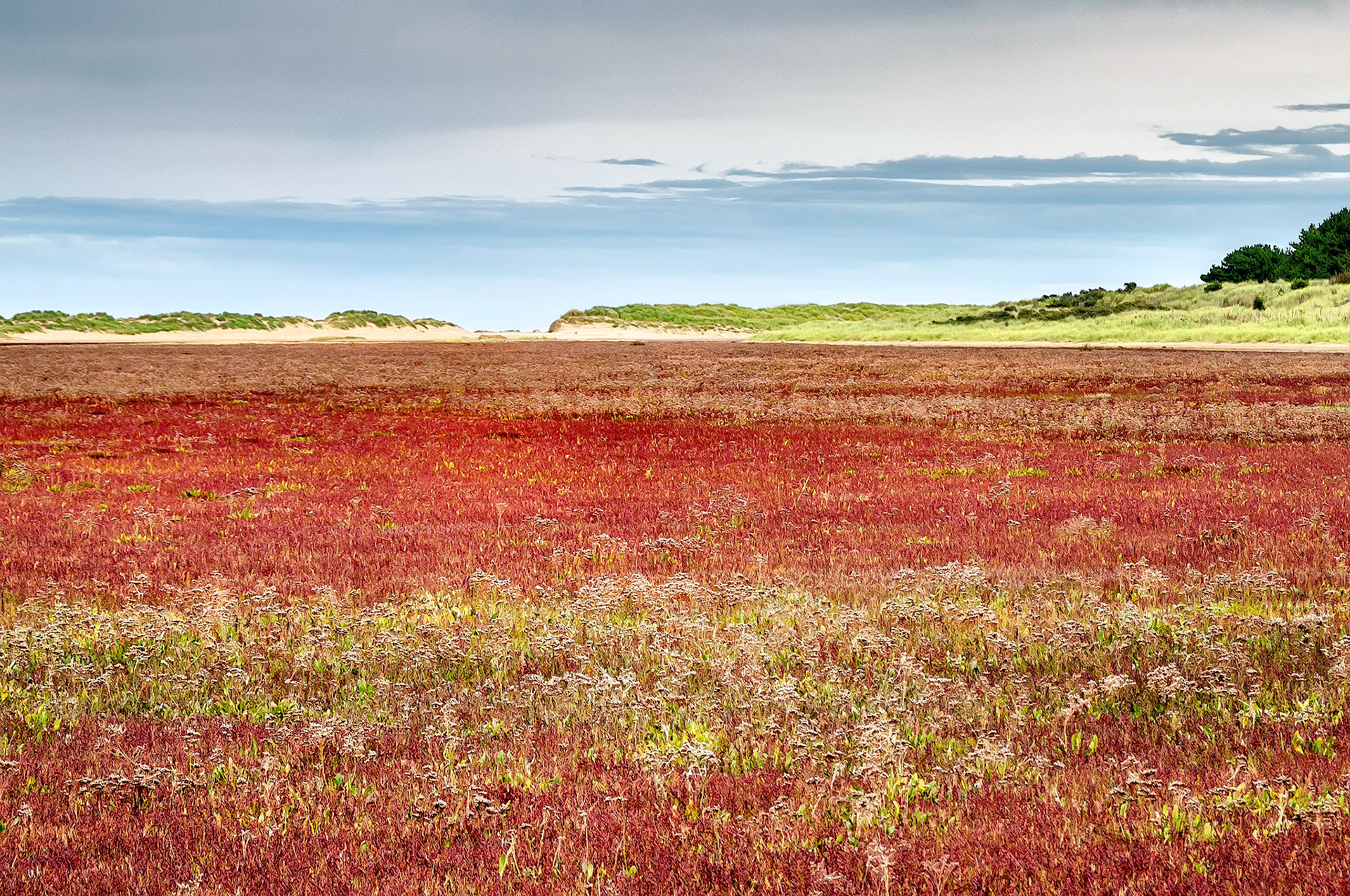 The salt tolerant sedges and grasses covering a coastal floodplain near Holkham in Norfolk, England, give a colourful, textured contrast against the cloudy skies and distant sand dunes.