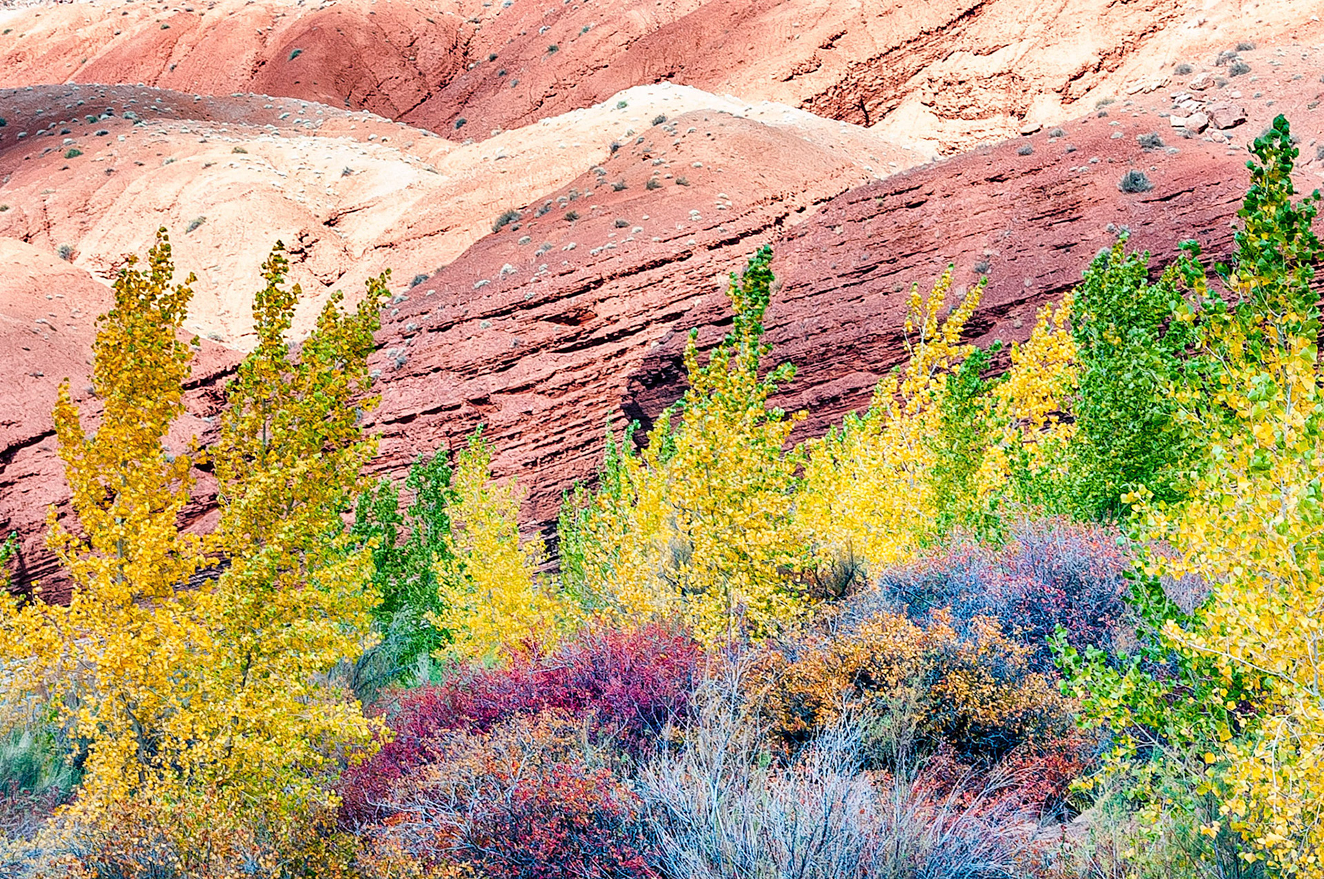 The changing autumn colours of vegetation growing along a watercourse in the Utah desert, contrast dramatically with the orange and red tones that are predominant in the desert environment. The tilting sandstone strata in the distance lends an interesting texture to the scene.