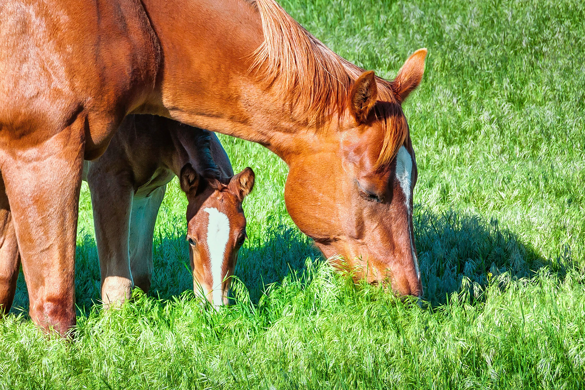 A quaterhorse mare and her foal graze contentedly in a lush pasture on the Hanging H Ranch near Paxton, Nebraska, USA. Visit: http://www.hanginghranch.com