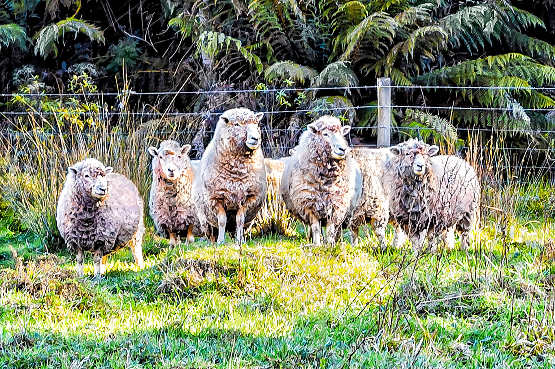 Waiting in the late afternoon sun, this group of Corriedale,  (crossbreed of Merino and Lincon sheep) are ready to face the shears.