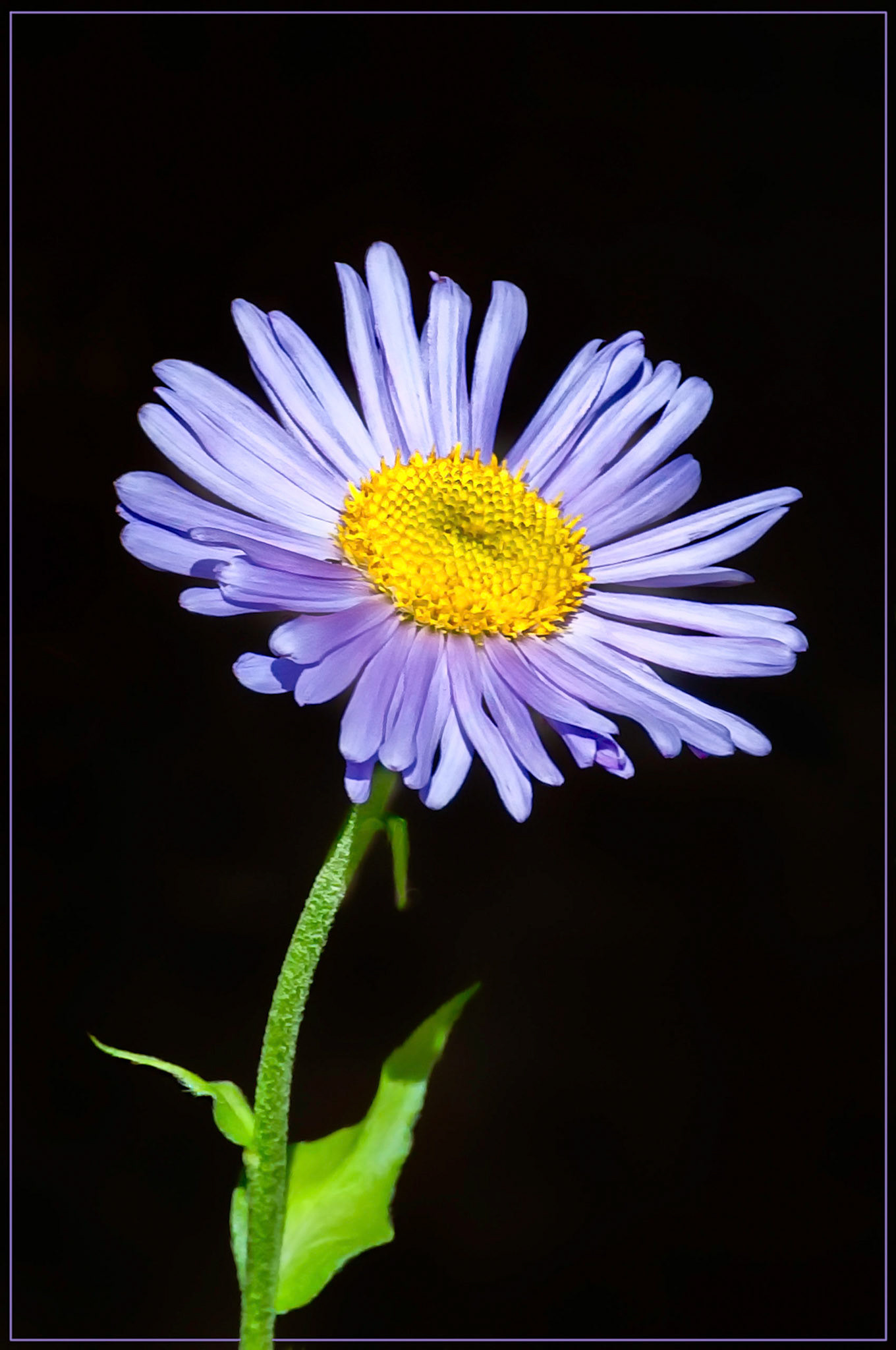An inflorescence of one of the many Aster species within the Asteraceae family that is commonly found flowering during the mid-summer months throughout the high country of Colorado, USA.