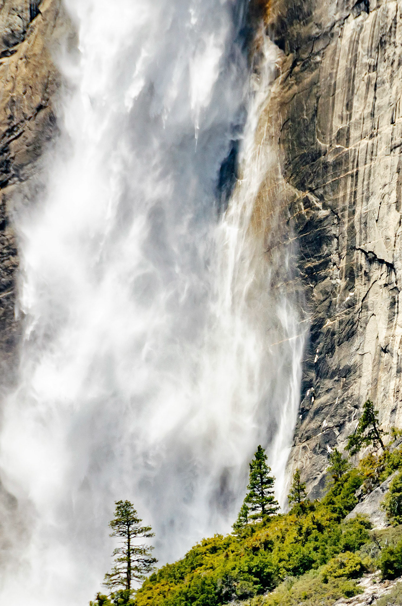The fresh spring melt runoff waters of Yosemite Creek tumble over the Upper Yosemite Falls into the Merced River below. Large pine trees growing on a nearby ridge are dwarfed by the impressive glacier carved cliffs of Yosemite Valley, California, USA