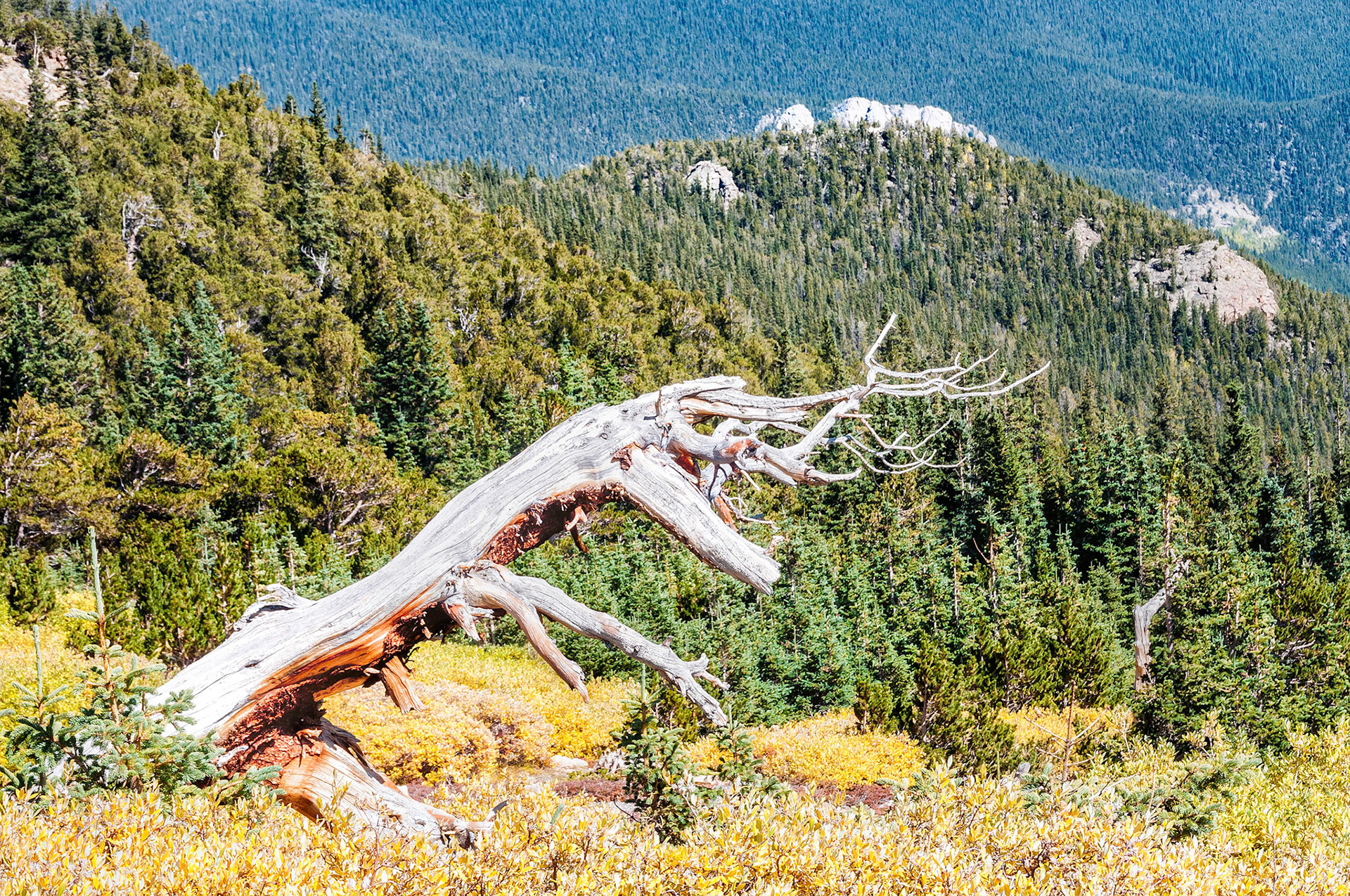 On the slopes of Mount Goliath in the Mount Evans Wilderness Area near Denver, Colorado, USA, the gnarled skeleton of a dead Bristlecone Pine tree stands where it has for many hundreds of years. Some of these trees at Mount Goliath are believed to be over 1,700 years old while some in California are over 3,000 years.