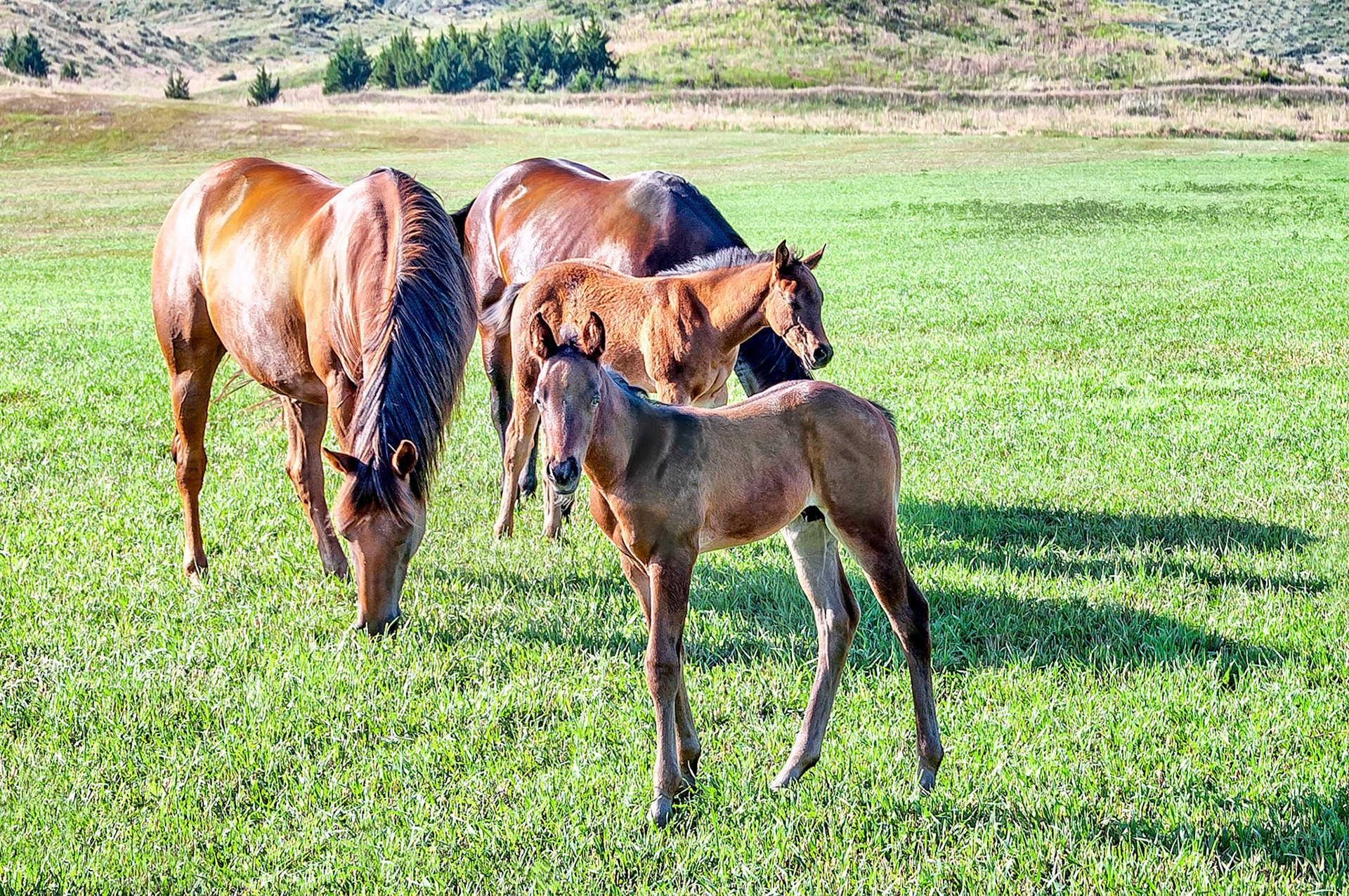 At the end of the day, two quarter  horse mares graze peacefully with their young foals on the lush green pastures of the Hanging H Ranch near Paxton, Nebraska, USA.