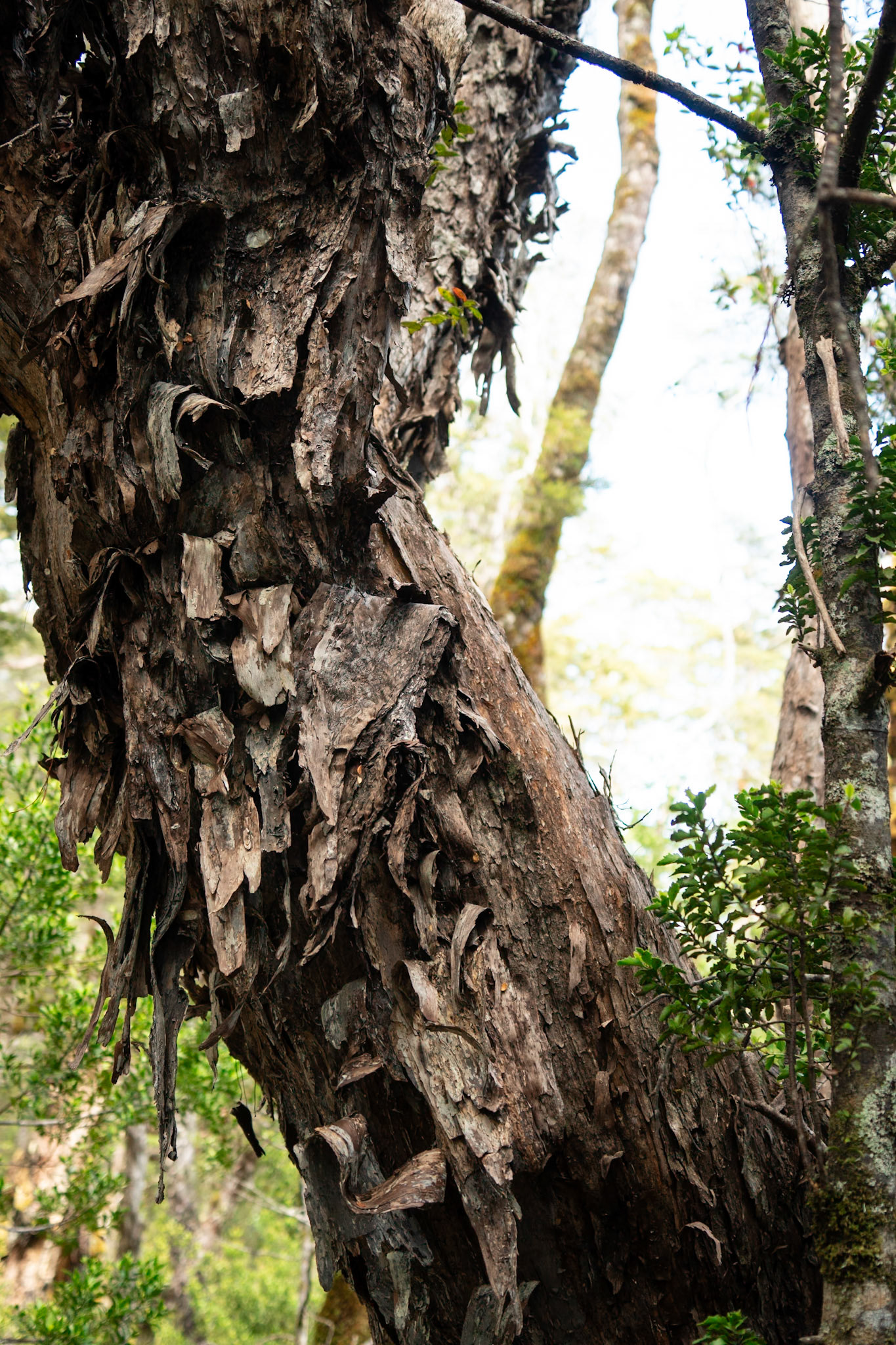 Metrosideros umbellata, Southern Rata