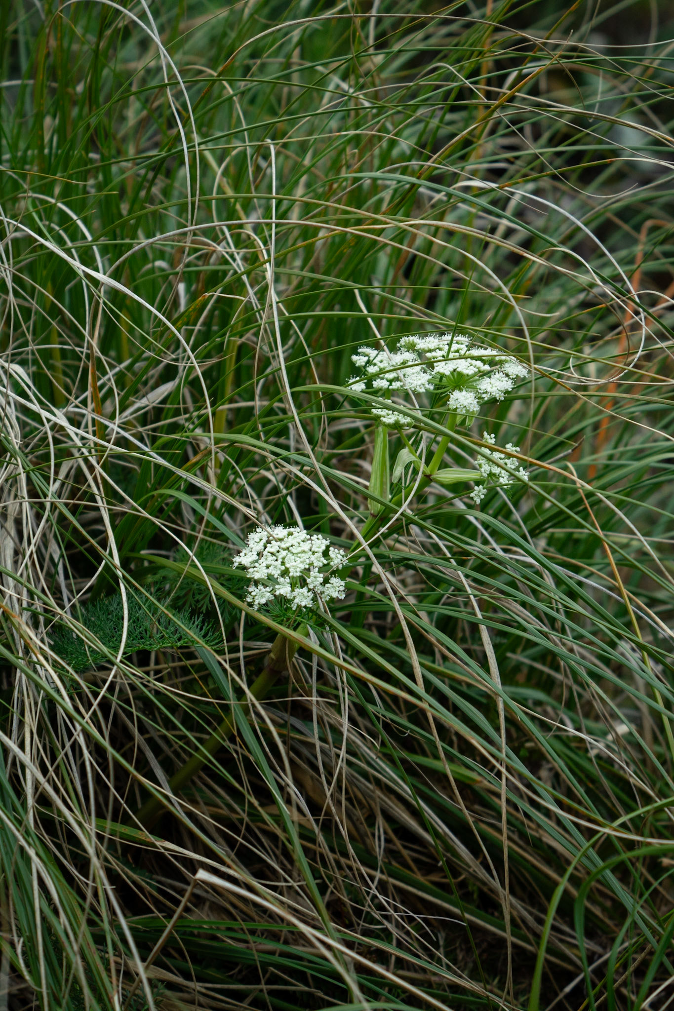 Anisotome hastii