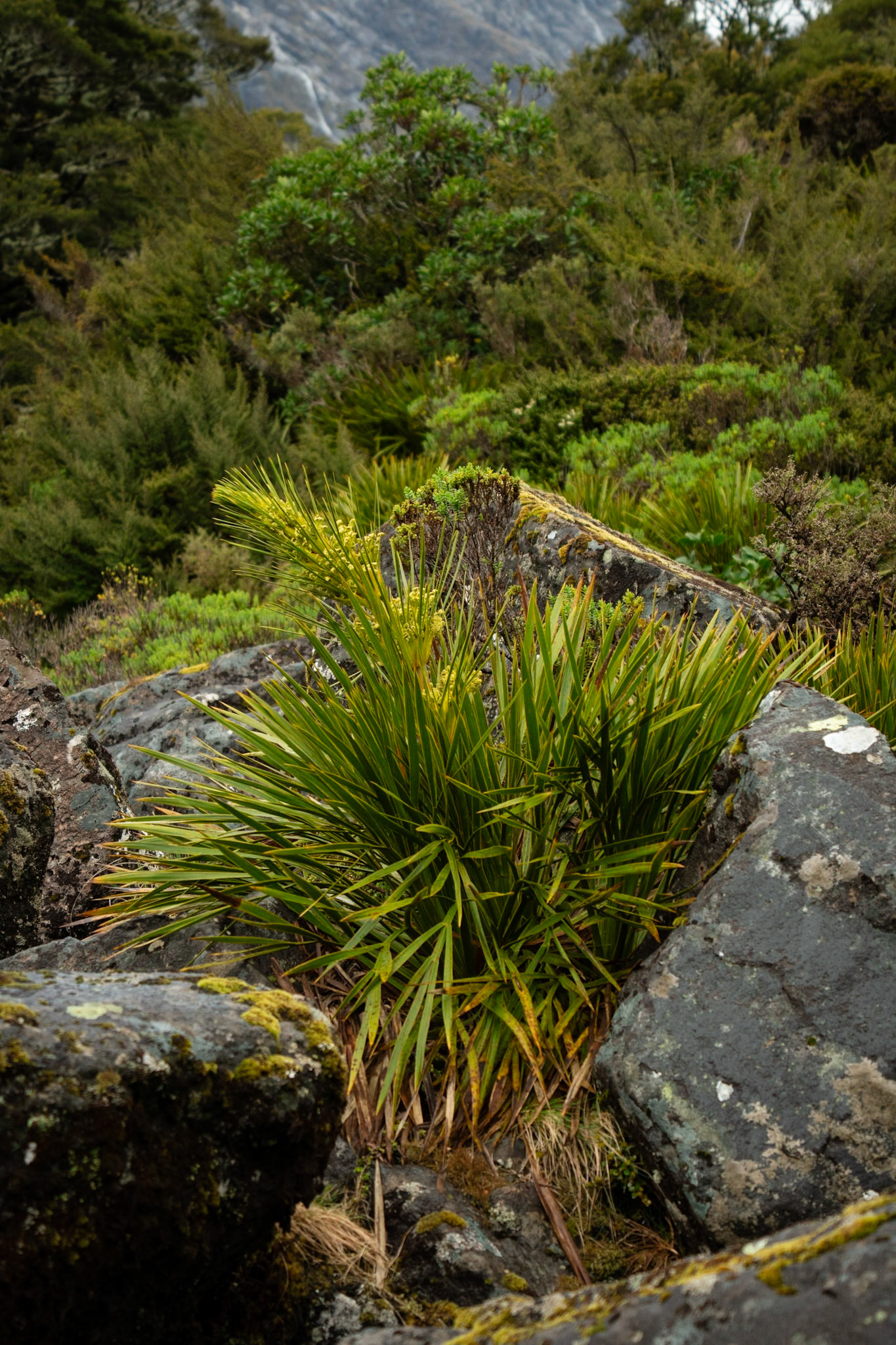 Aciphylla ferox