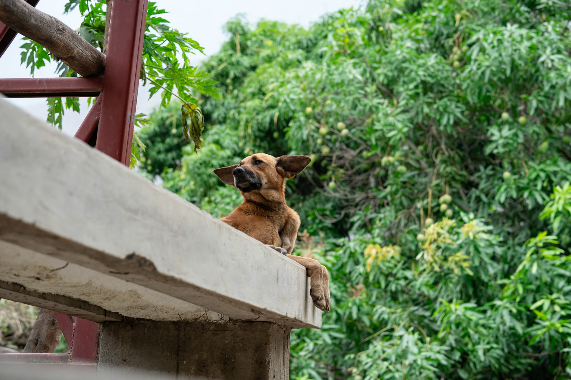 Local dogs watched over our tentsite in a concrete football stadium in a village so small as to be unnamed on all maps 