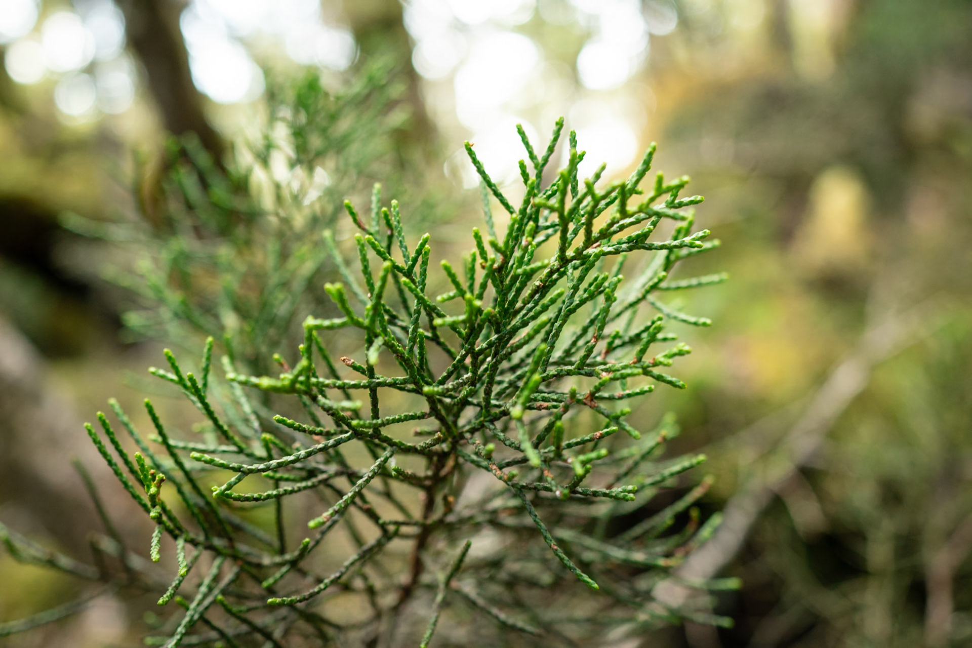 Halocarpus biformis, Pink Pine