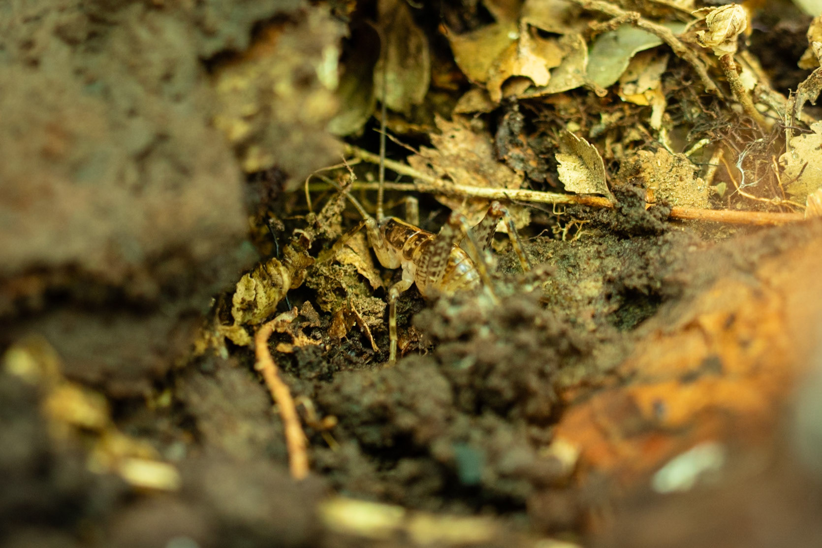 ?Rhaphidophoridae, Ground weta