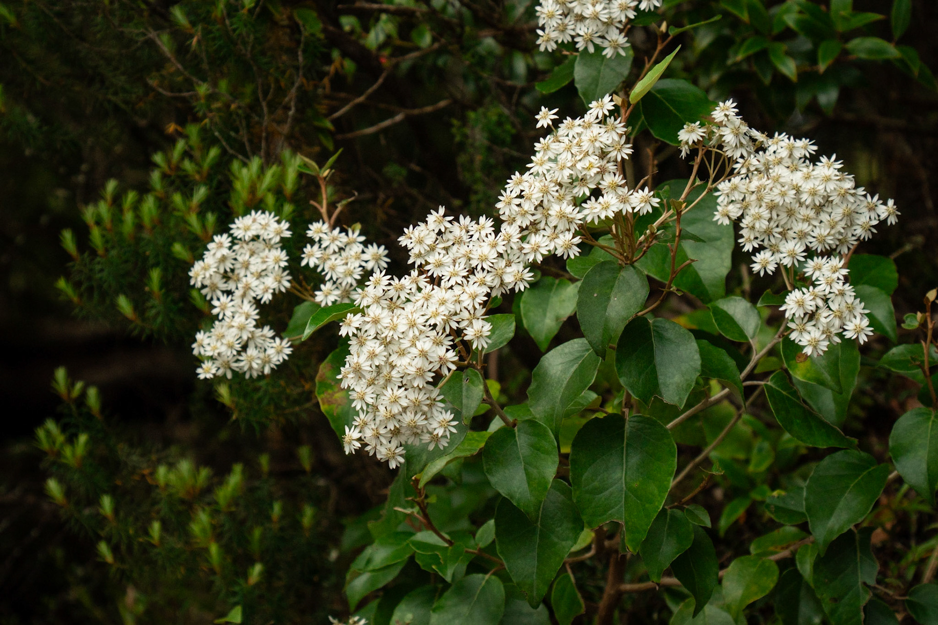 Olearia arborescens