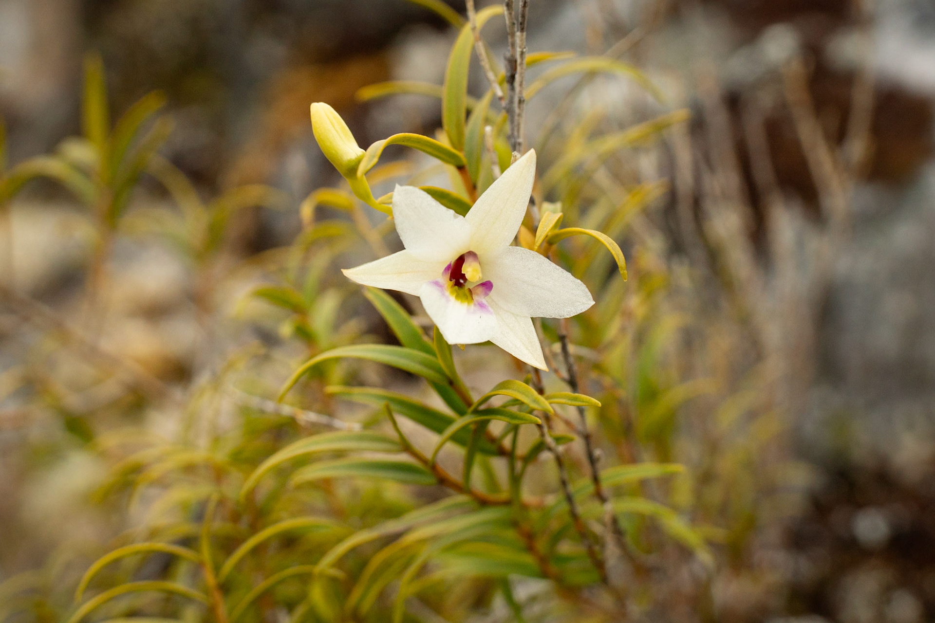 Dendrobium cunninghamii ?