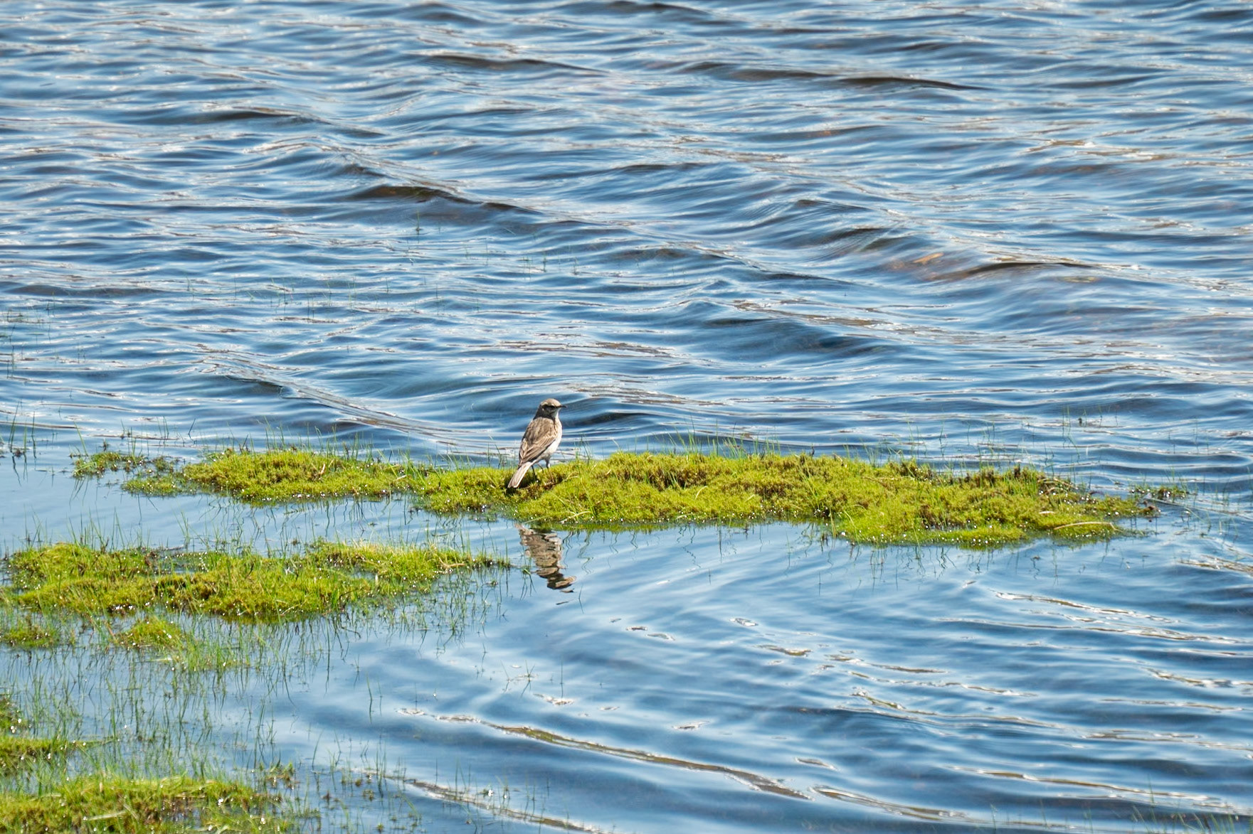 Anthus novaeseelandiae, Pipit