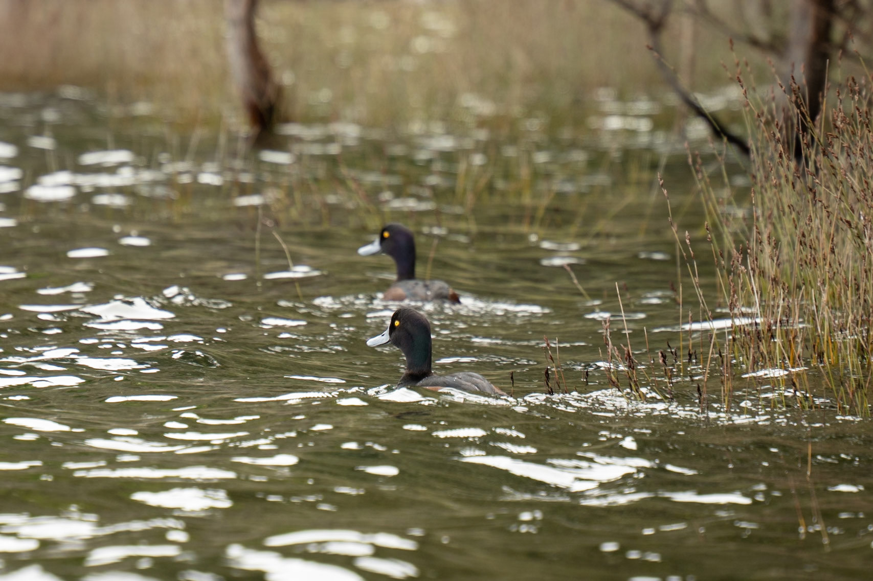 NZ Scaup, Aythya novaeseelandiae