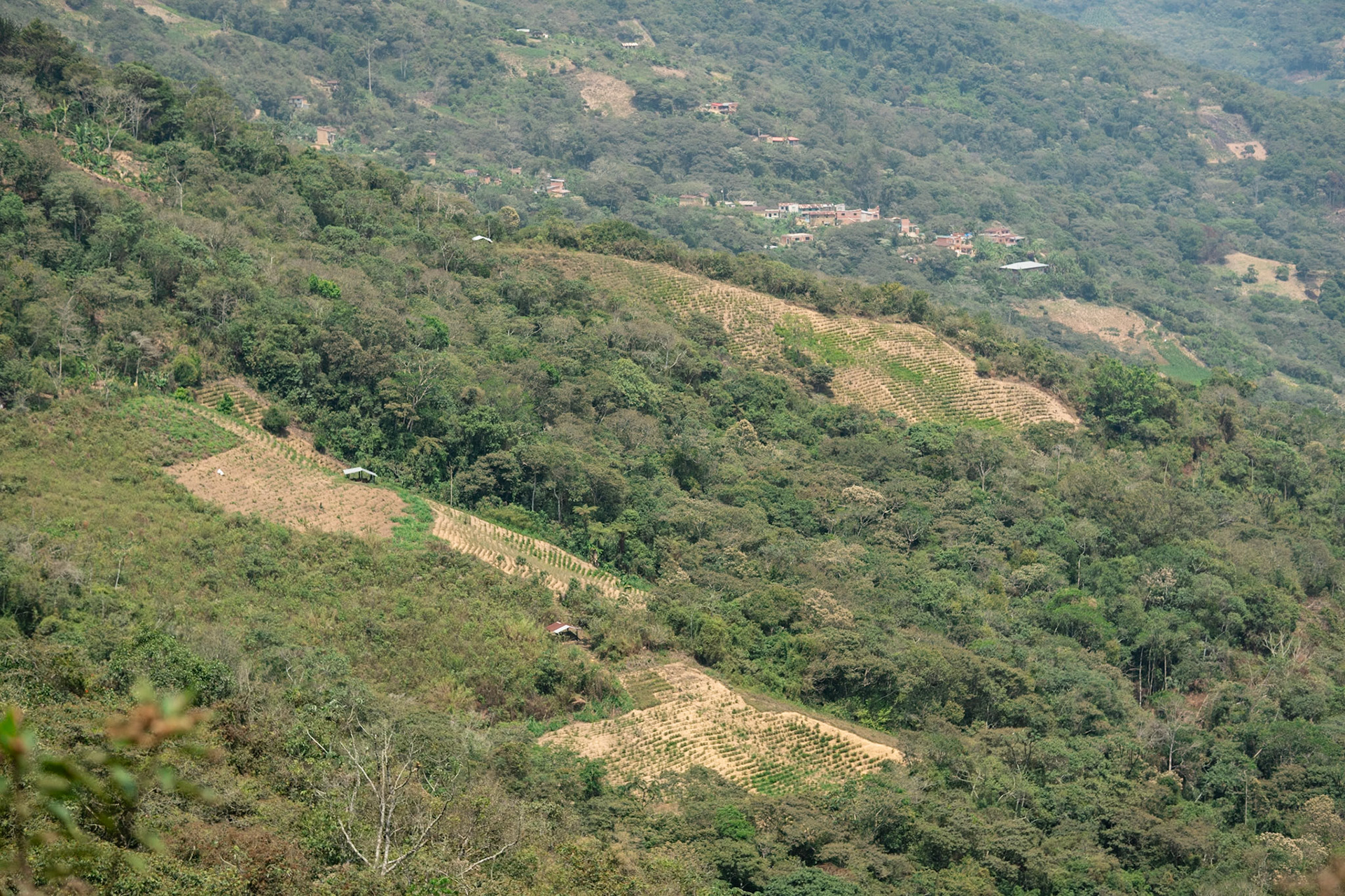 Coca Plantations