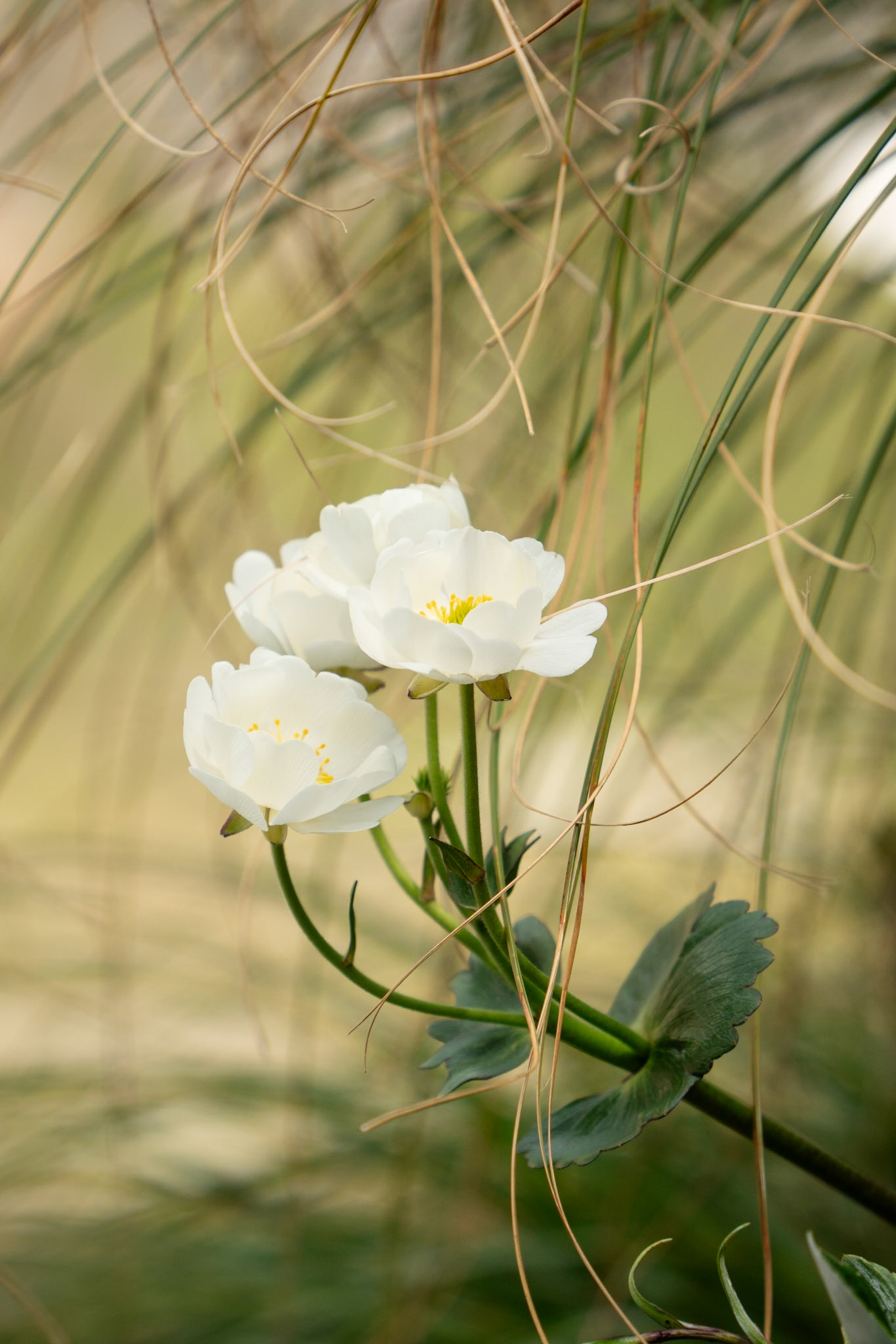 Ranunculus lyallii 