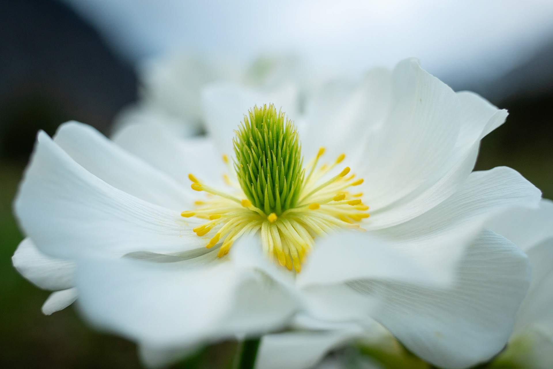 Ranunculus lyallii