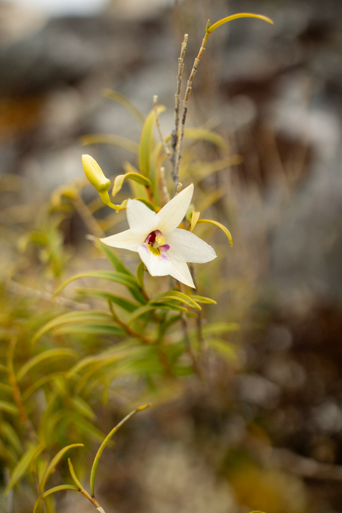 Dendrobium cunninghamii ?