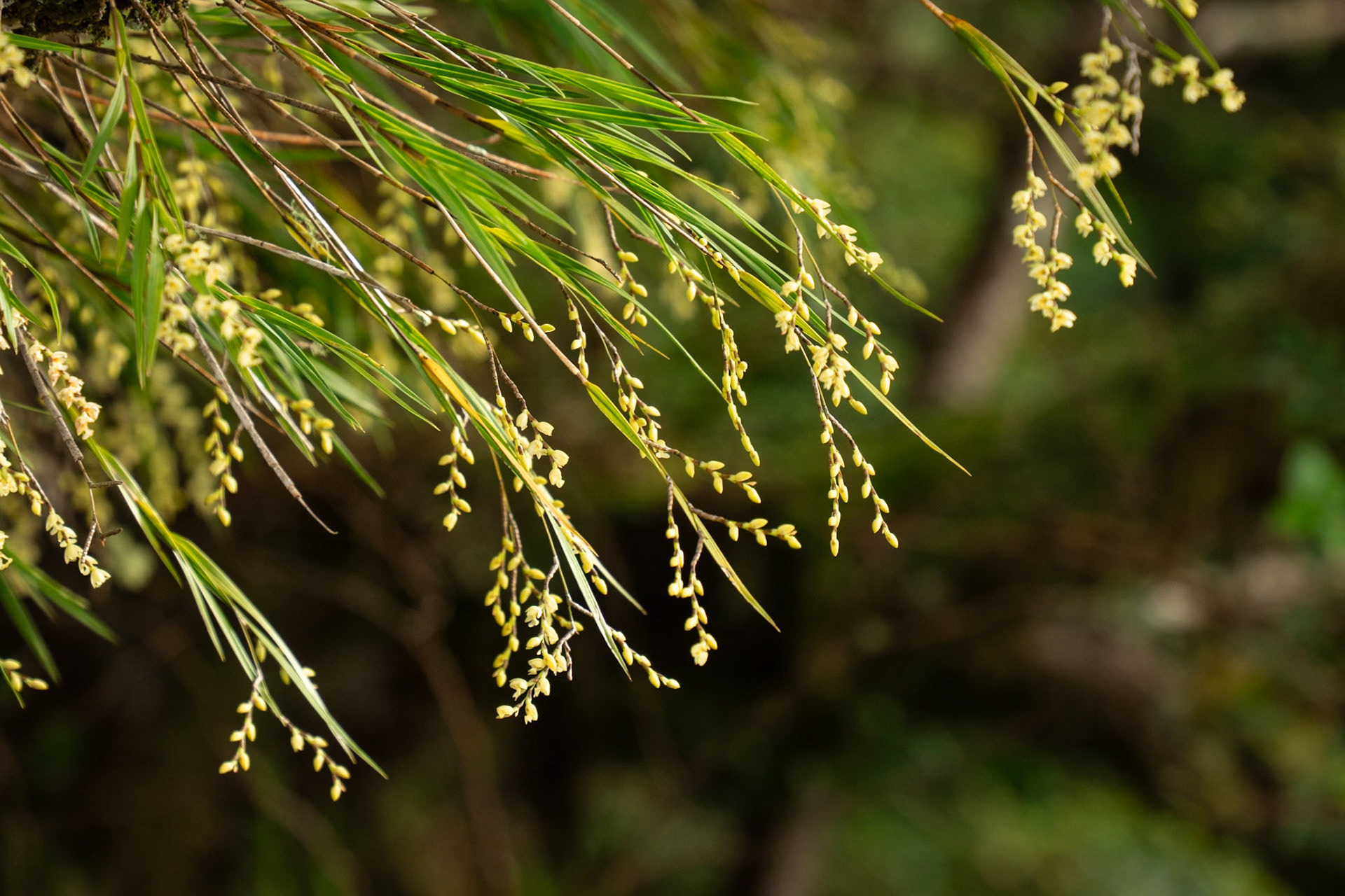  Earina mucronata