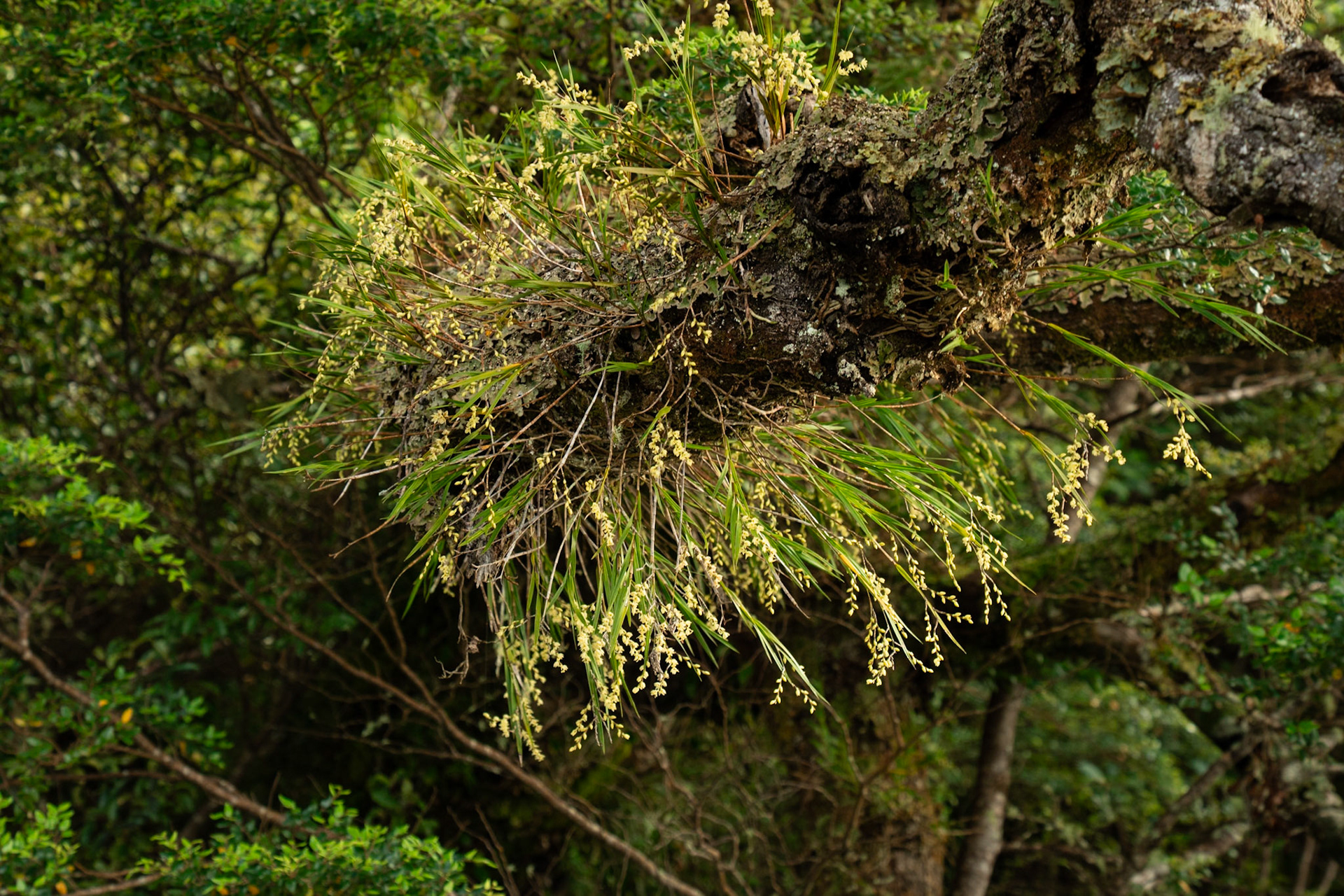 Earina mucronata