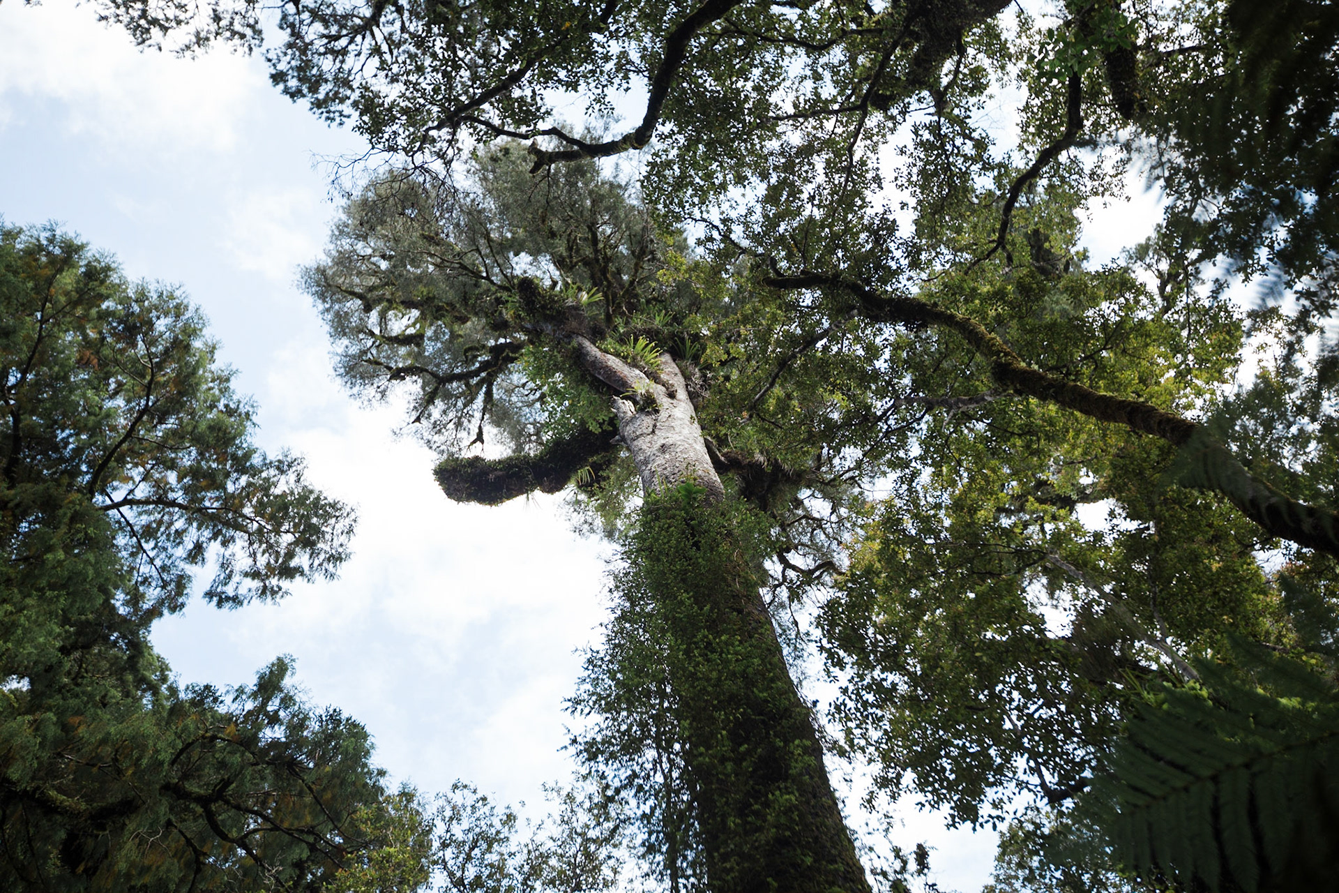 Kahikatea