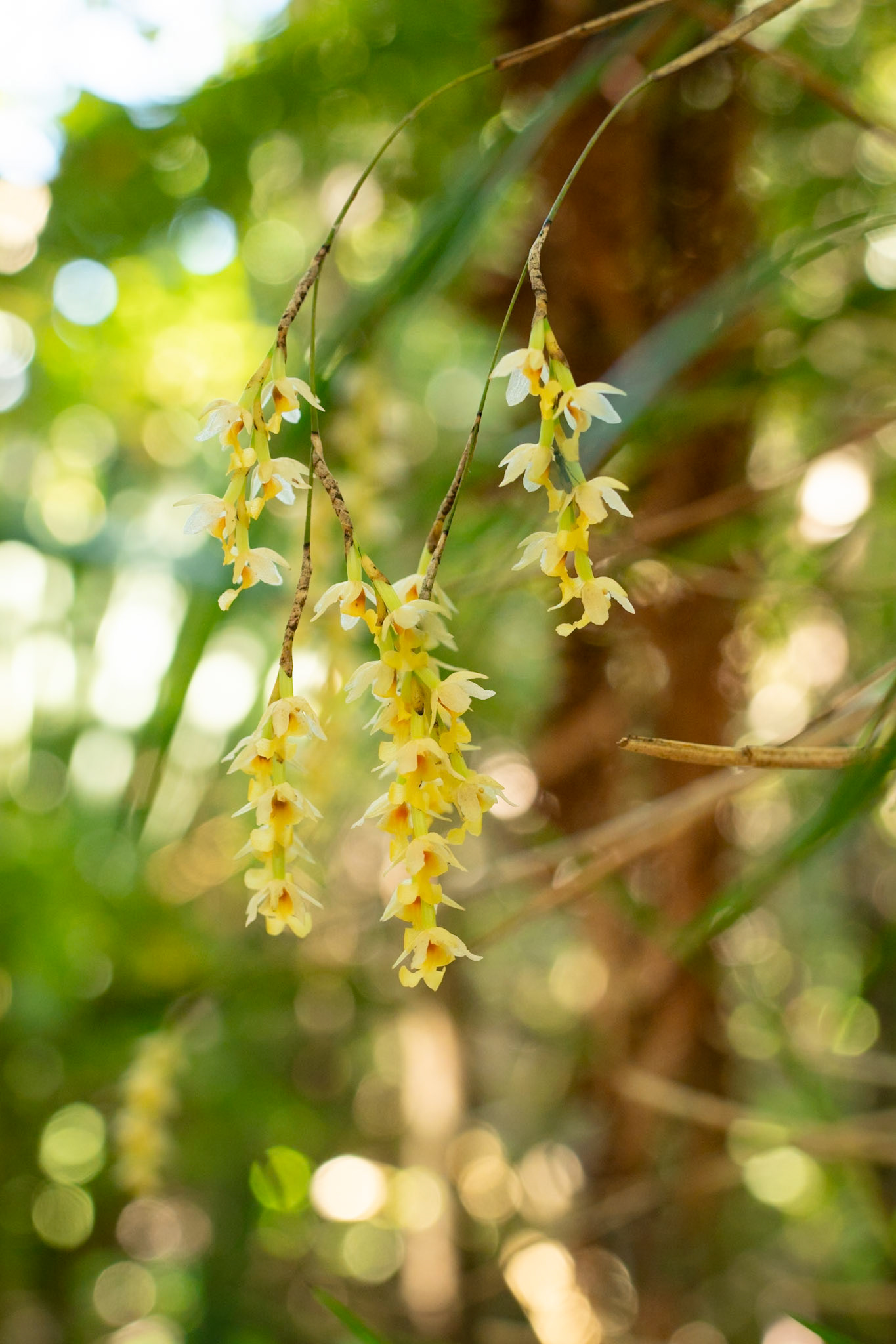 Earina mucronata