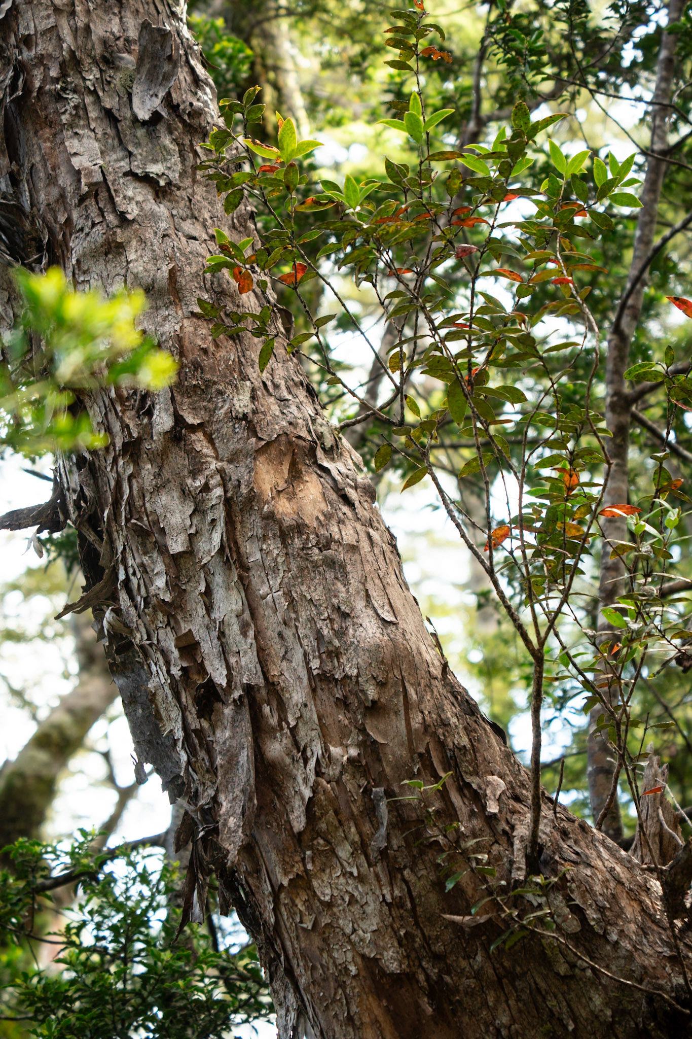 Metrosideros umbellata, Southern Rata