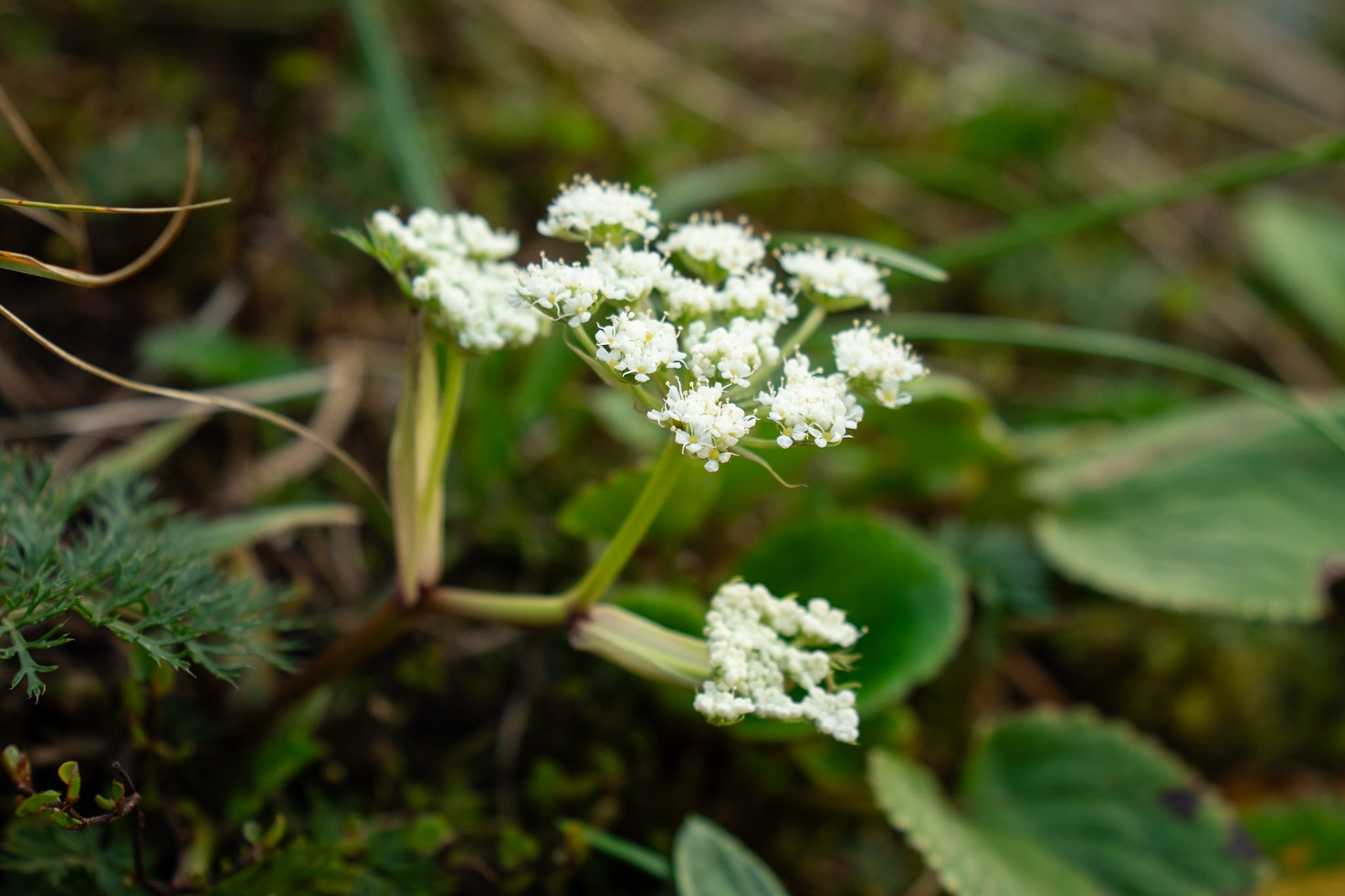 Anisotome sp.