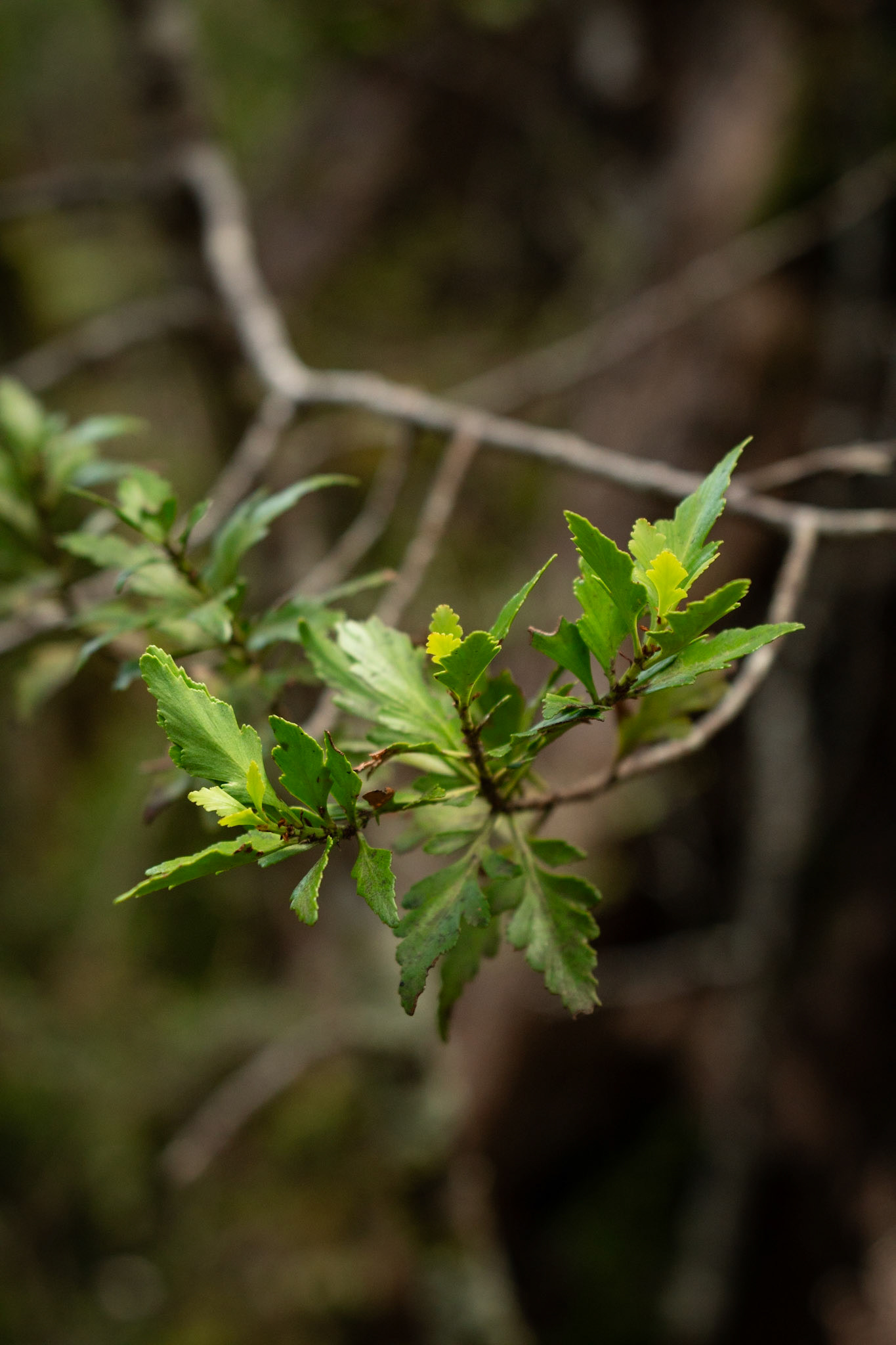Phyllocladus alpinus, Mounatin Toatoa ?