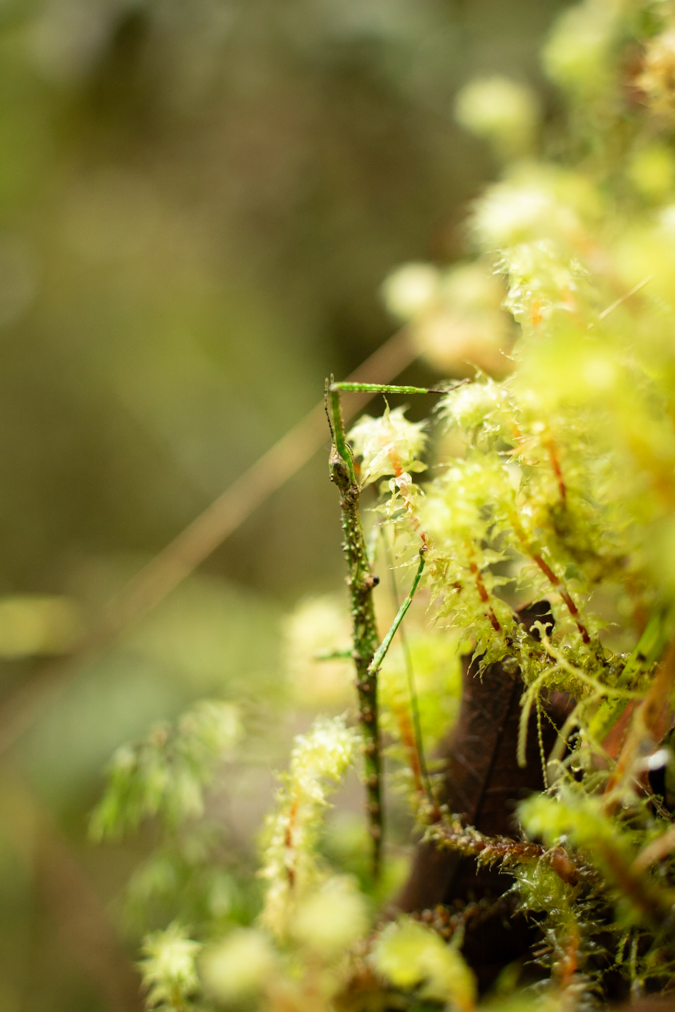 Stick Insect, Acanthoxyla sp. ?