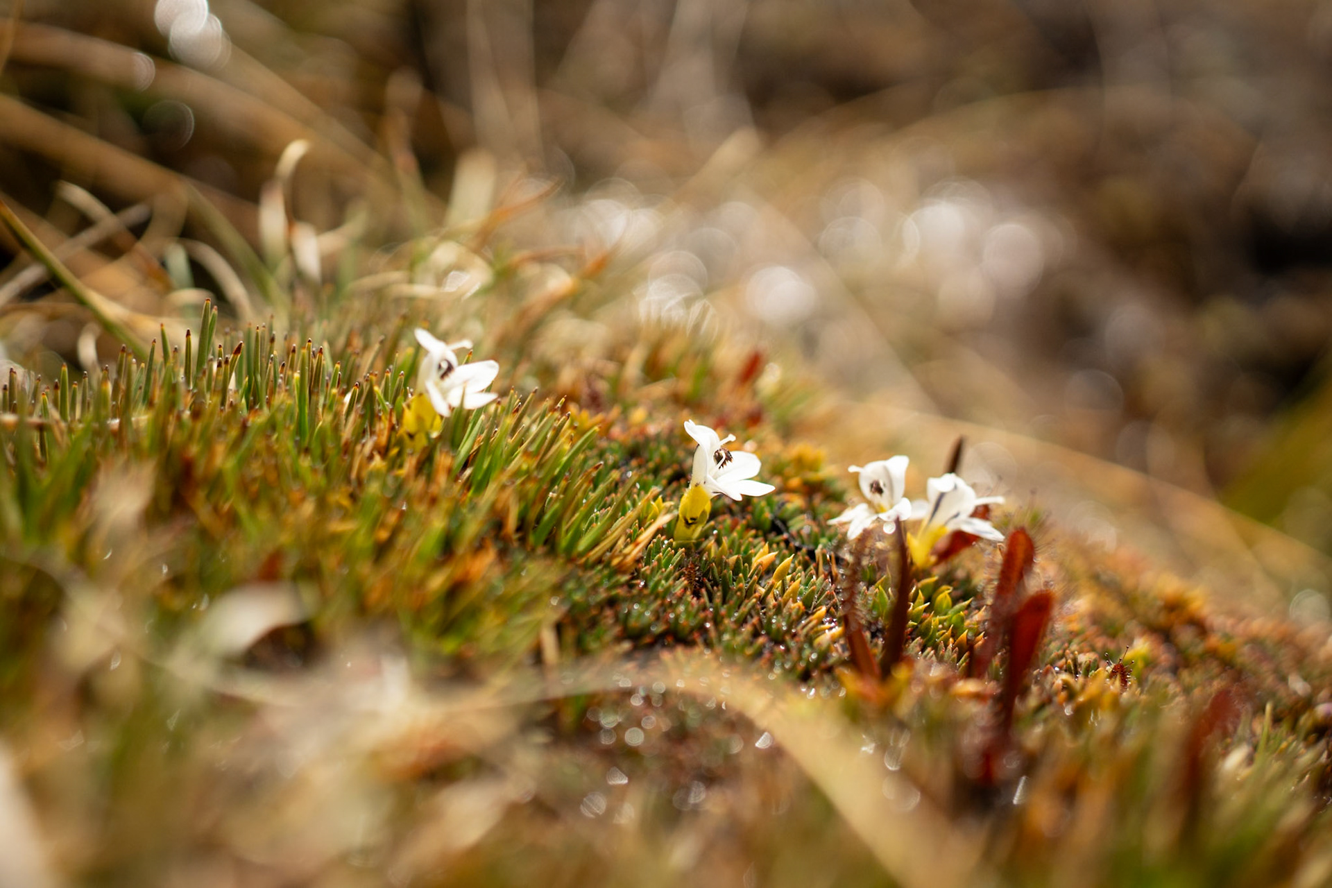 Euphrasia integrifolia ?