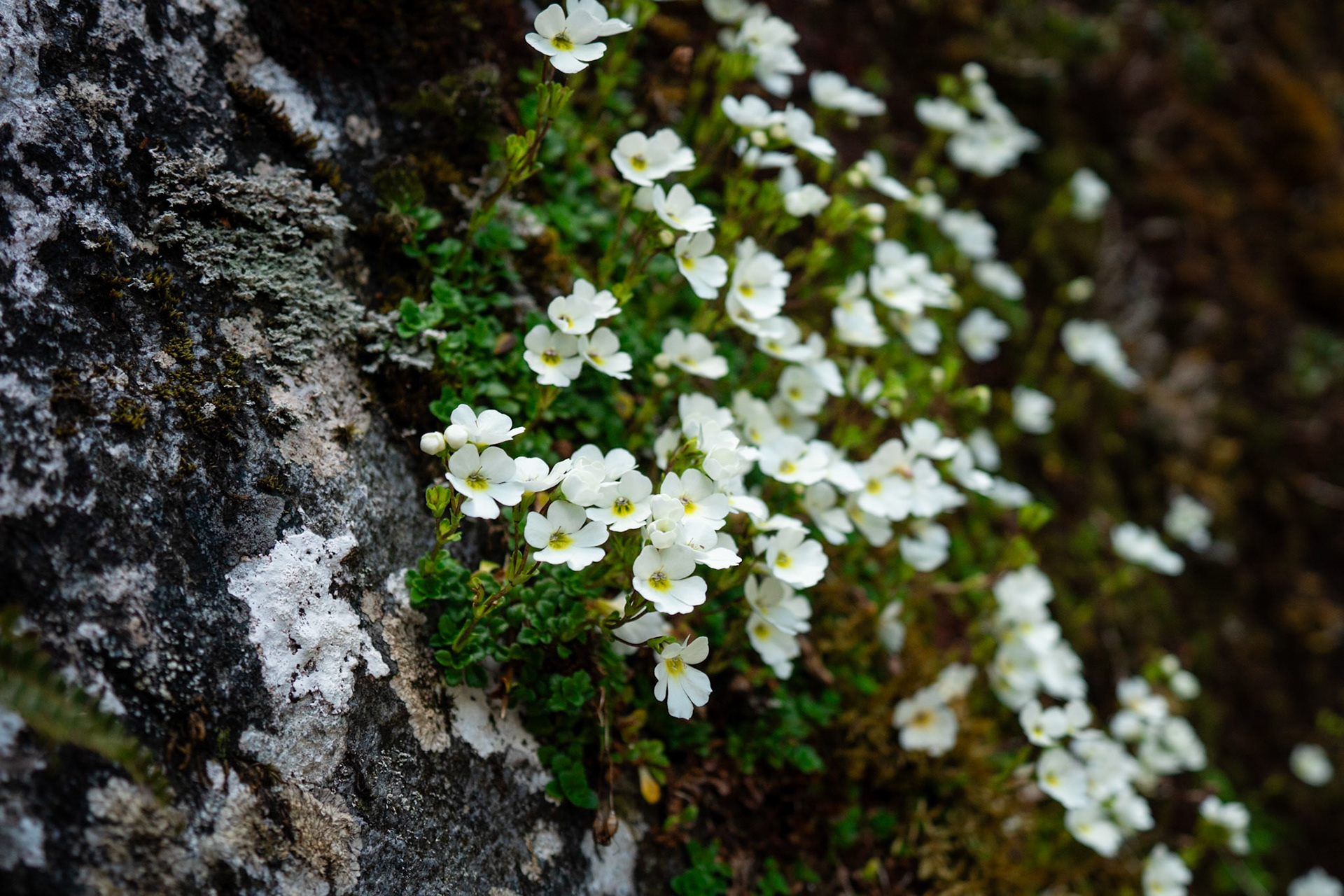 Creeping mountain foxglove, Ourisia caespitosa