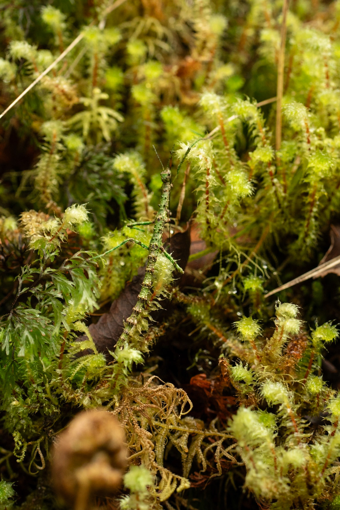 Stick Insect, Acanthoxyla sp. ?