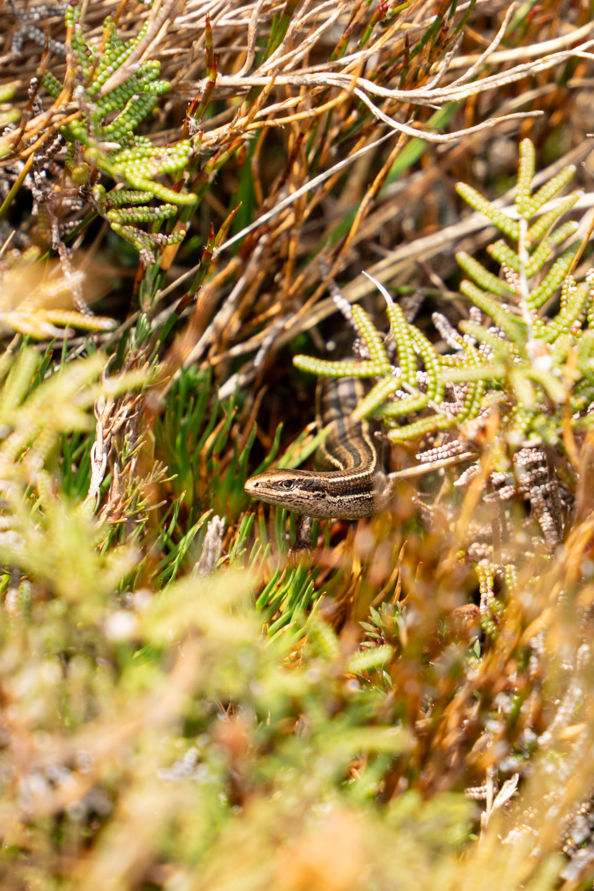 Eyres Skink, Oligosoma repens