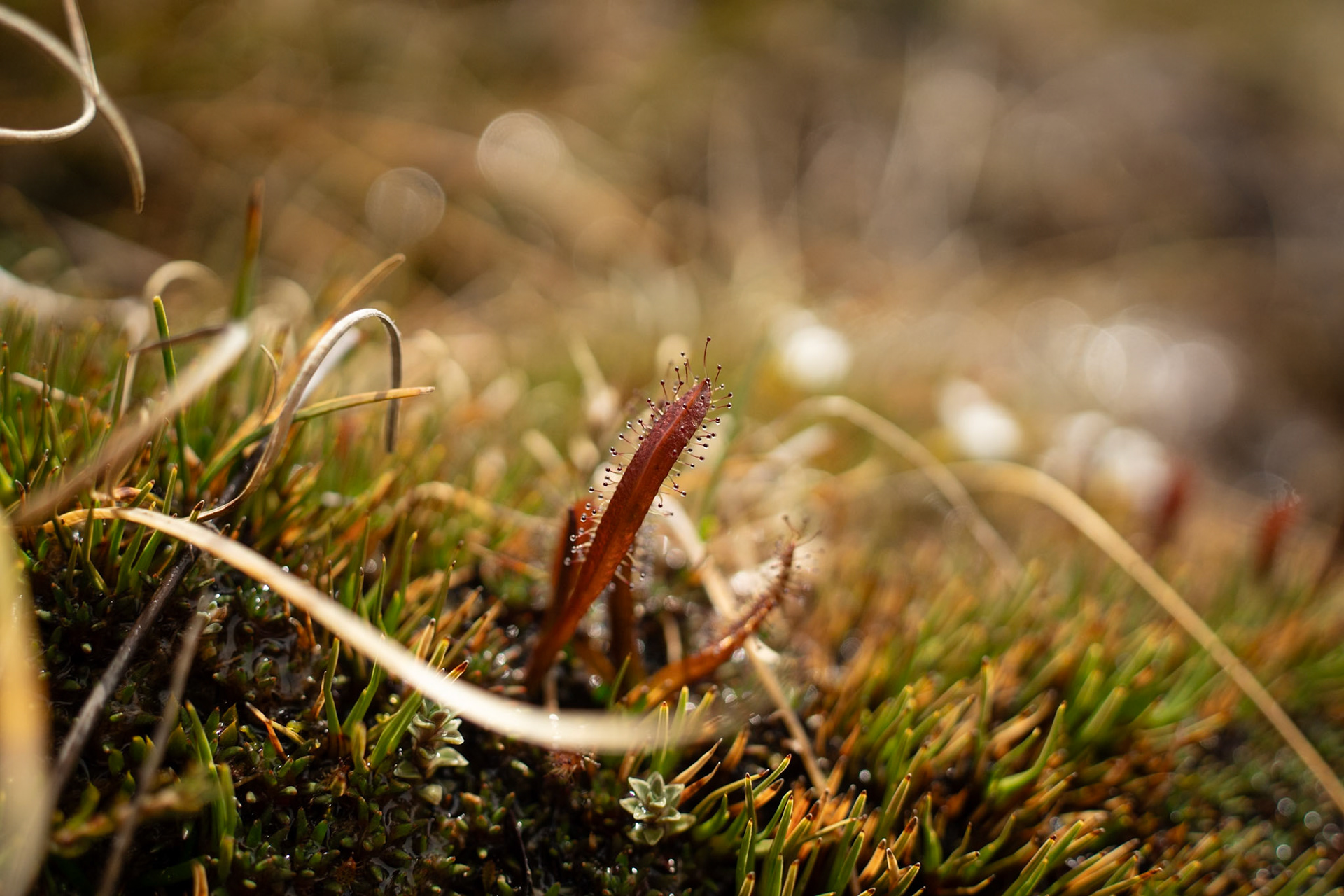 Drosera arcturi, Sundew