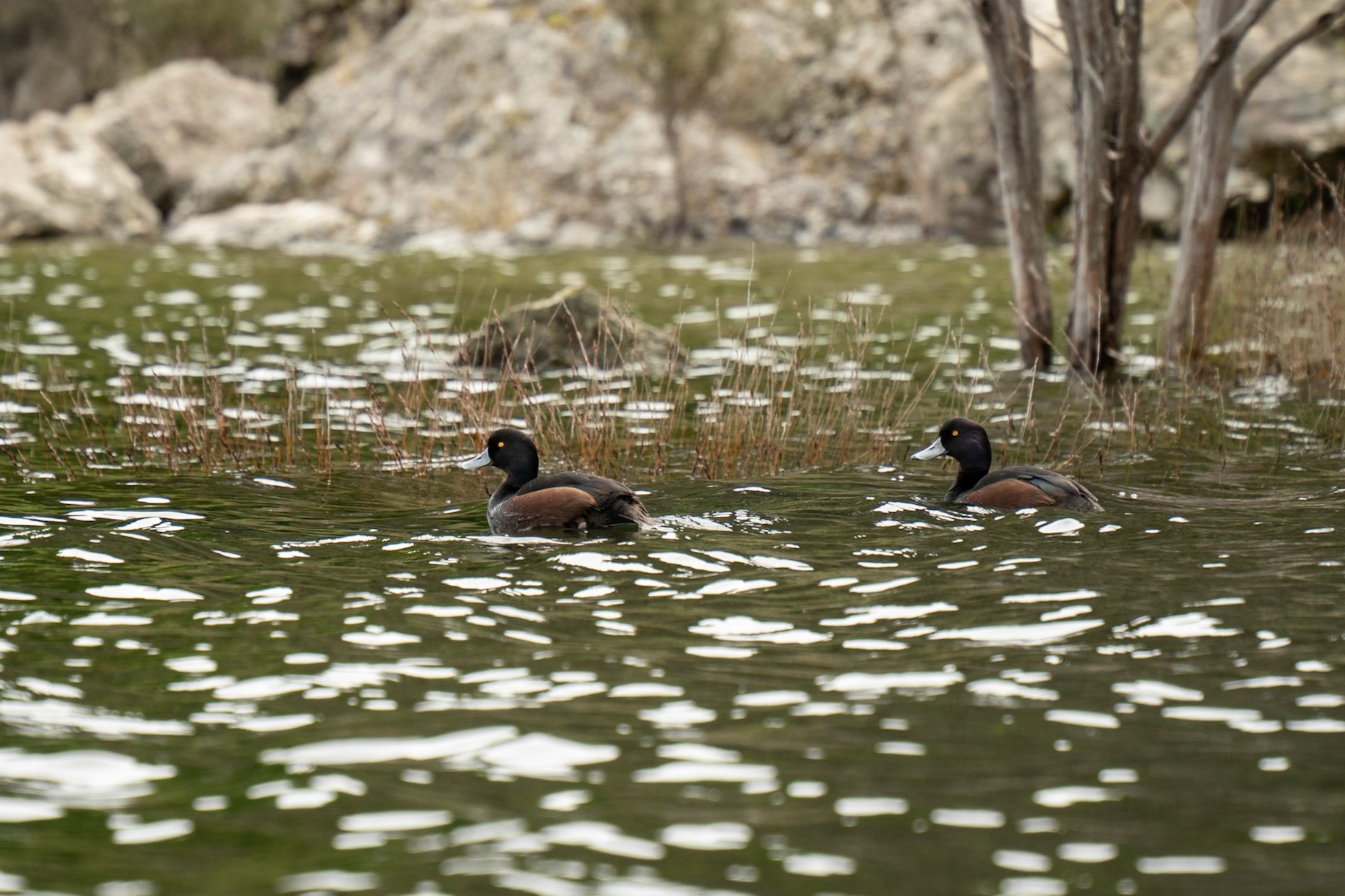 NZ Scaup, Aythya novaeseelandiae